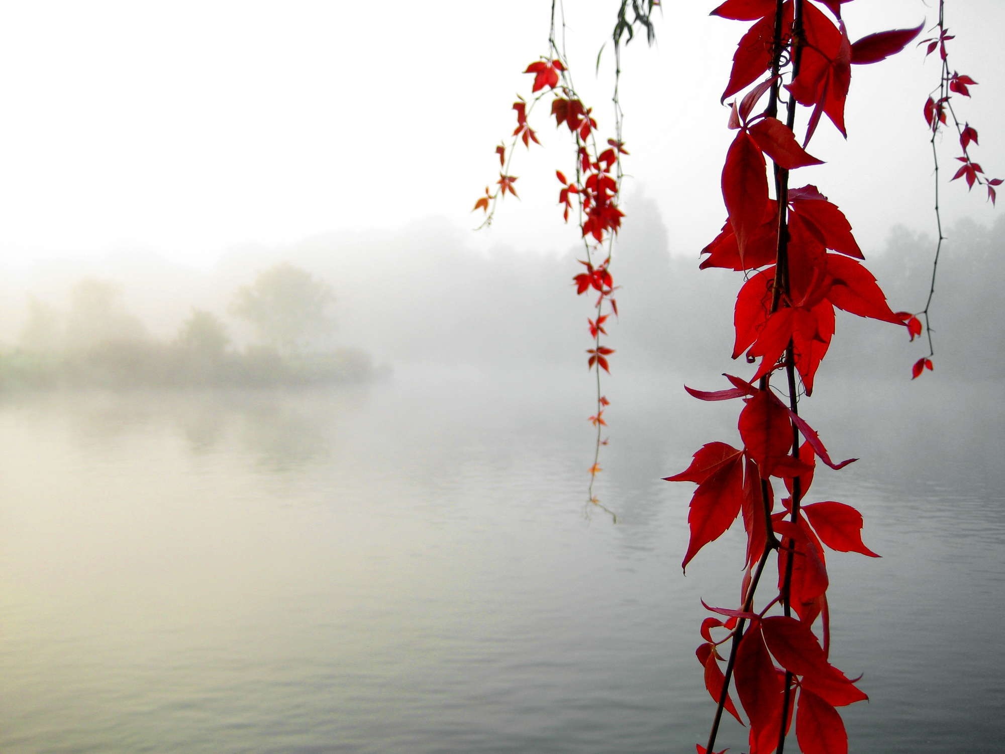 Red leaves hanging over a foggy lake HD Wallpaper
