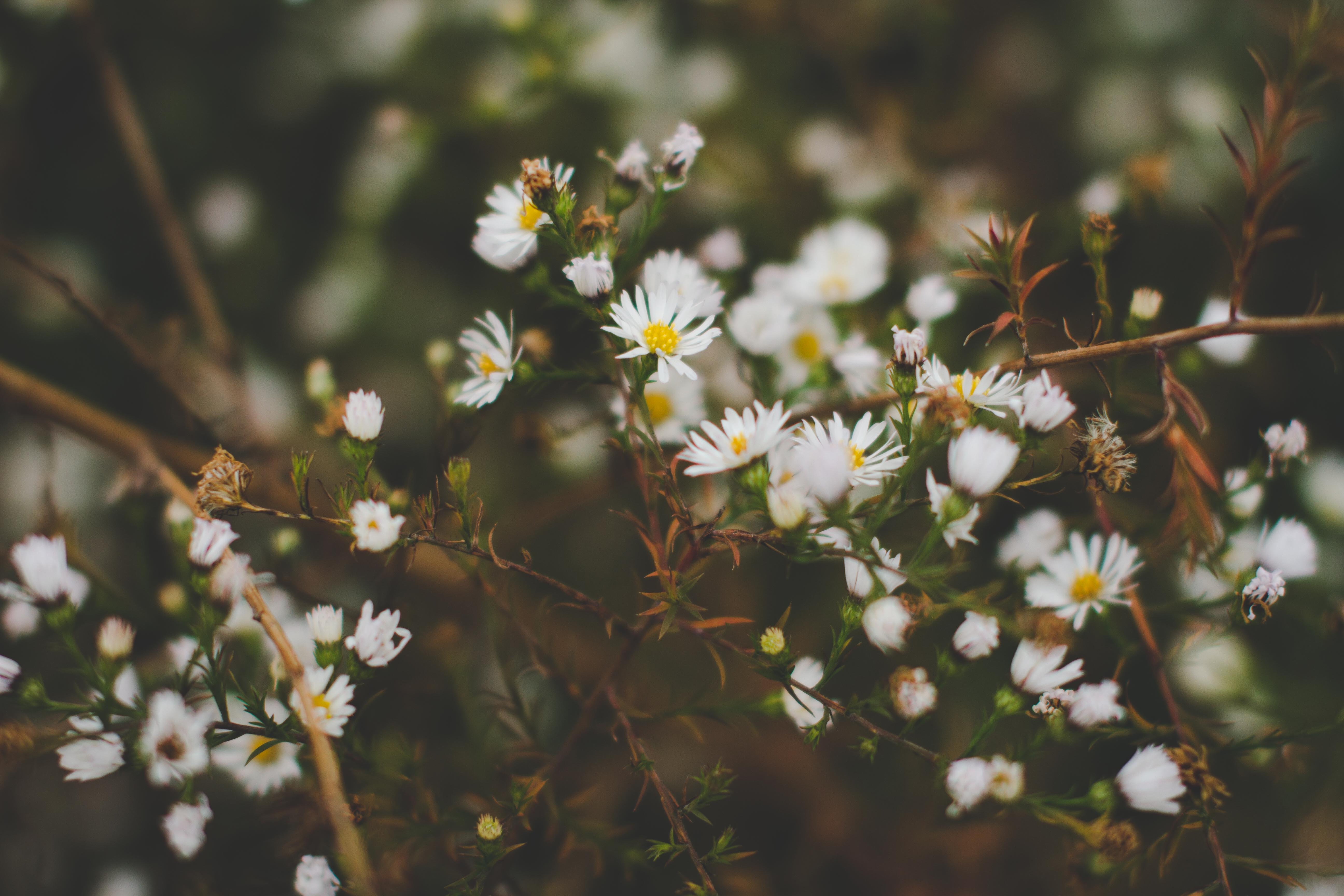 Close-up of white aster flowers with blurred background HD Wallpaper