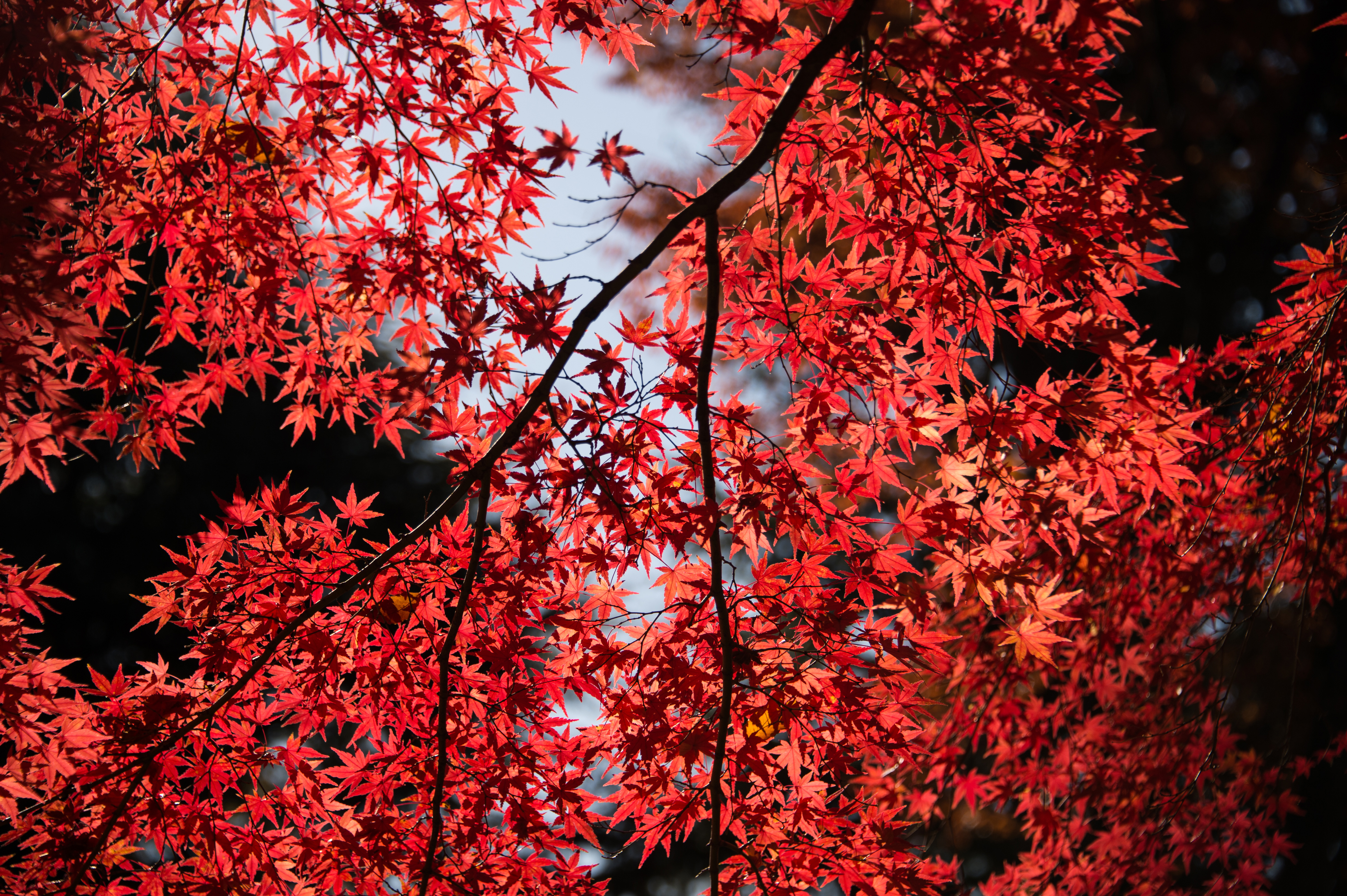 Red Maple Leaves in Sunlight HD Wallpaper