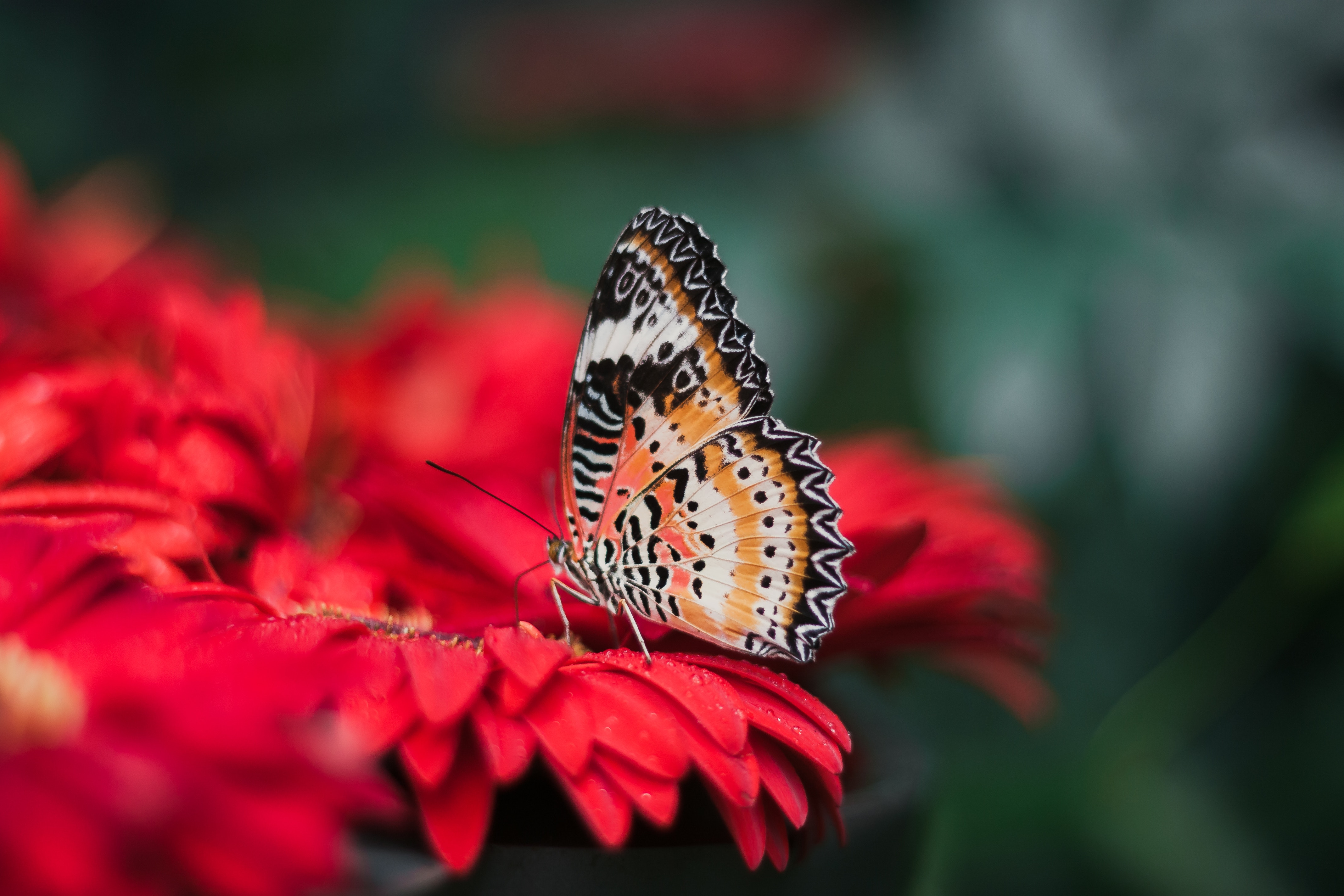 Butterfly on a red flower with bokeh background HD Wallpaper