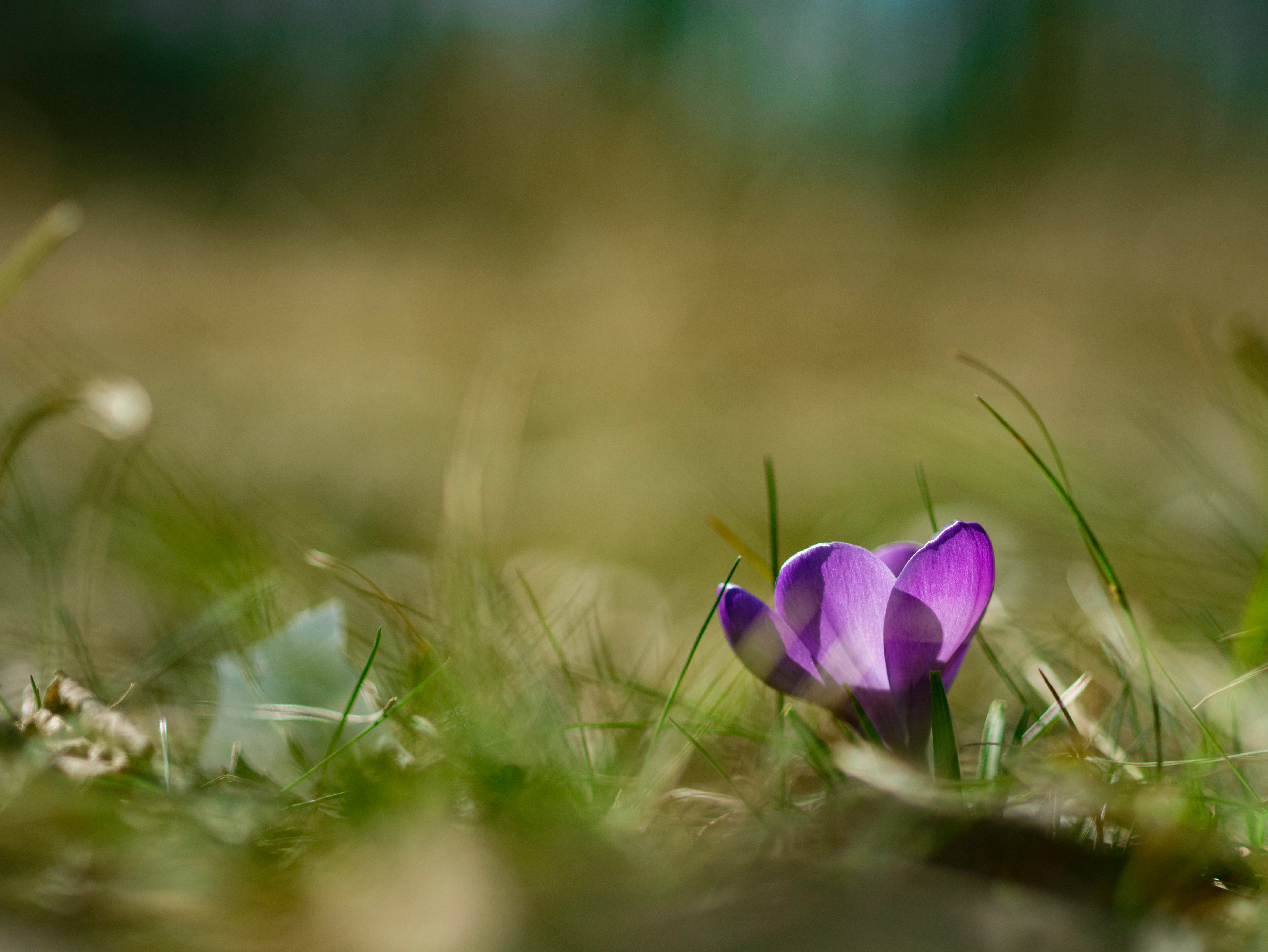 Purple crocus flower in green grass HD Wallpaper