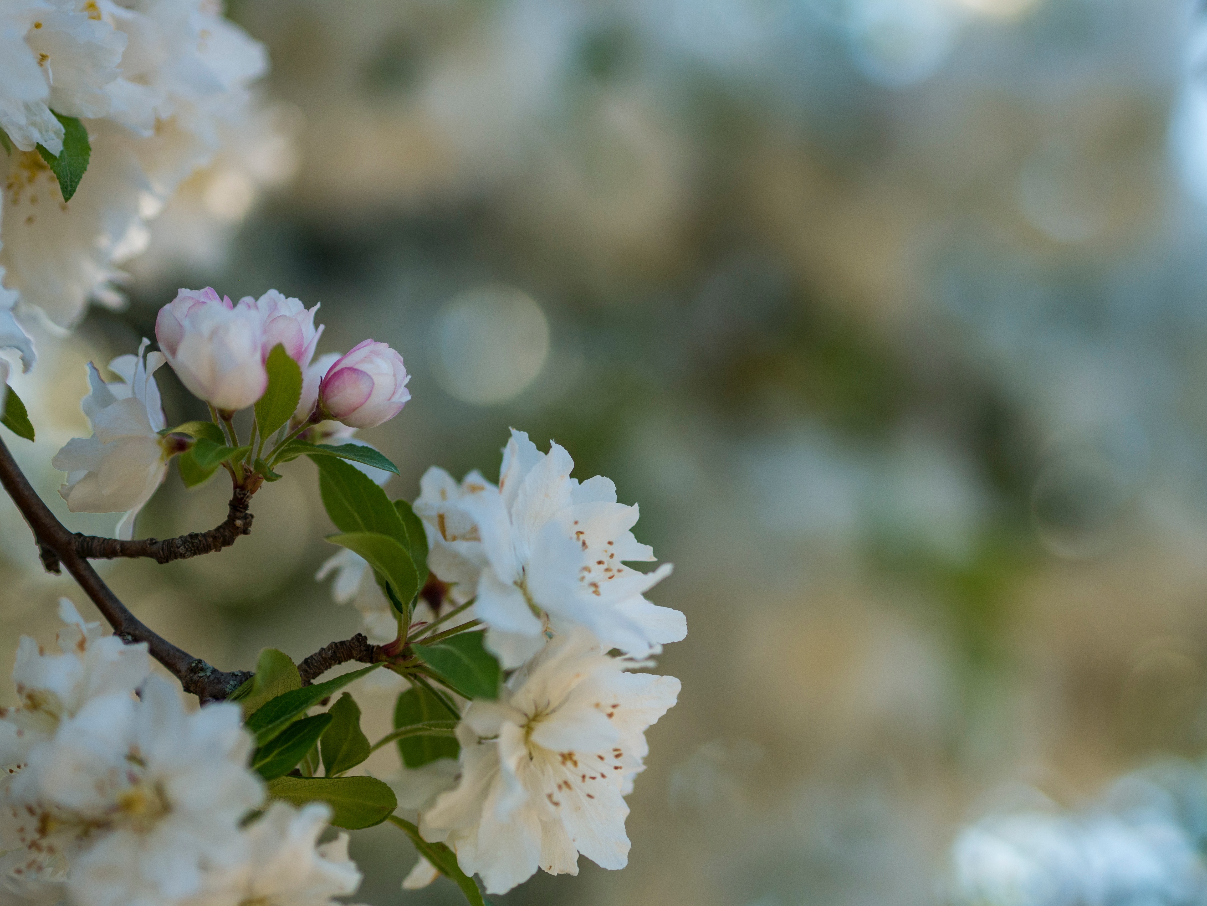 White and pink blossoms on a tree branch HD Wallpaper