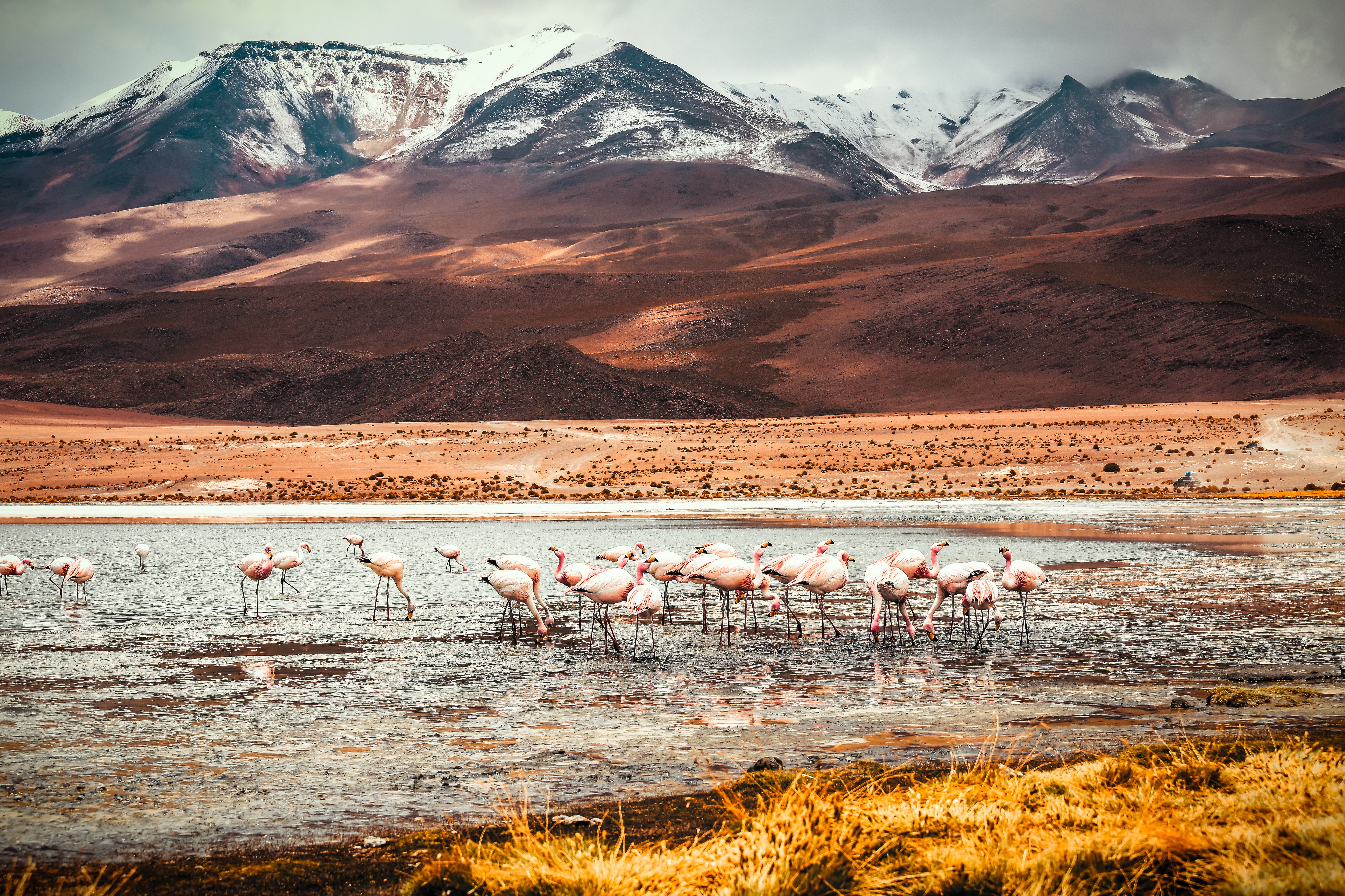 Flamingos in a lake with snow-capped mountains HD Wallpaper