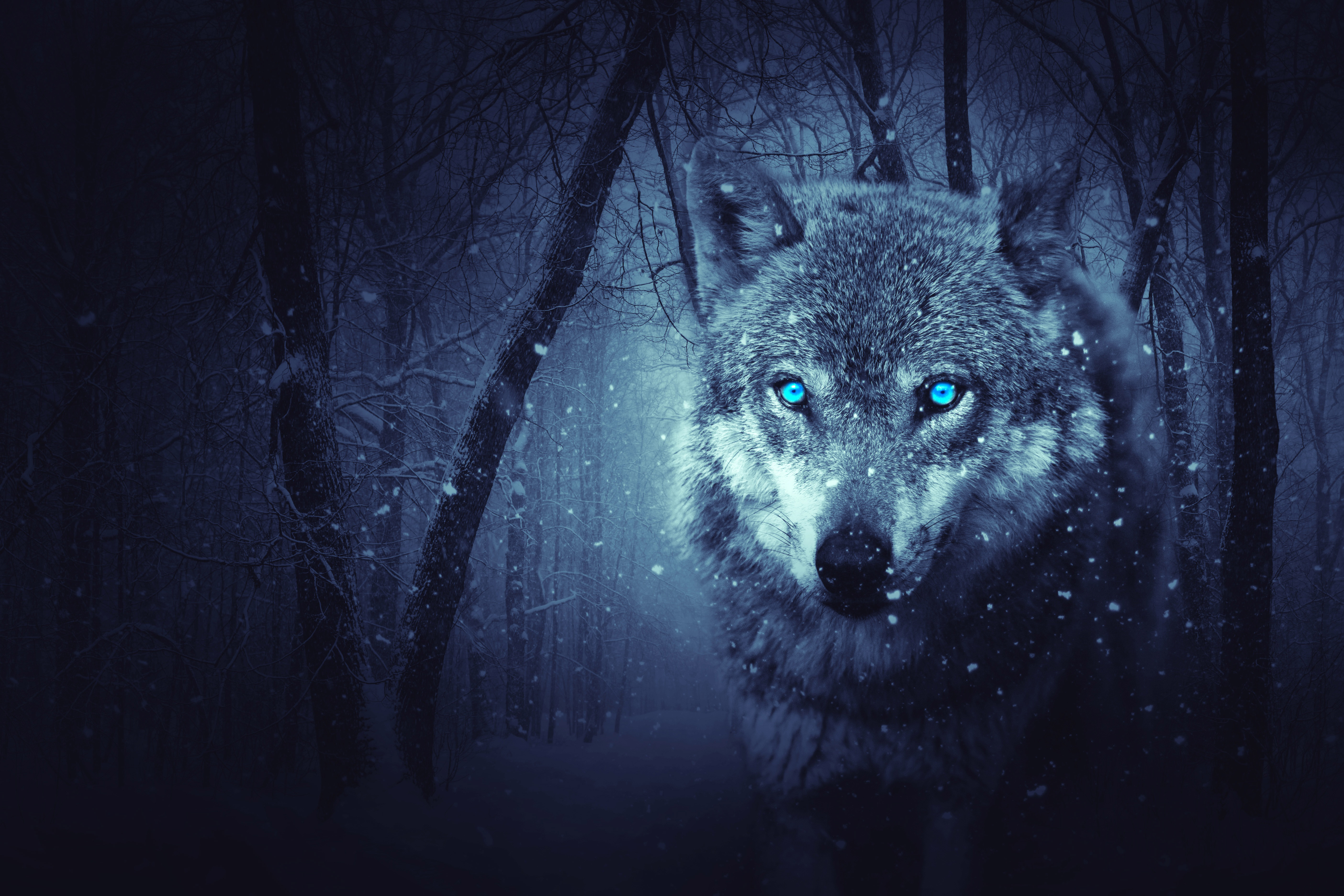 Wolf with glowing blue eyes in a snowy forest HD Wallpaper