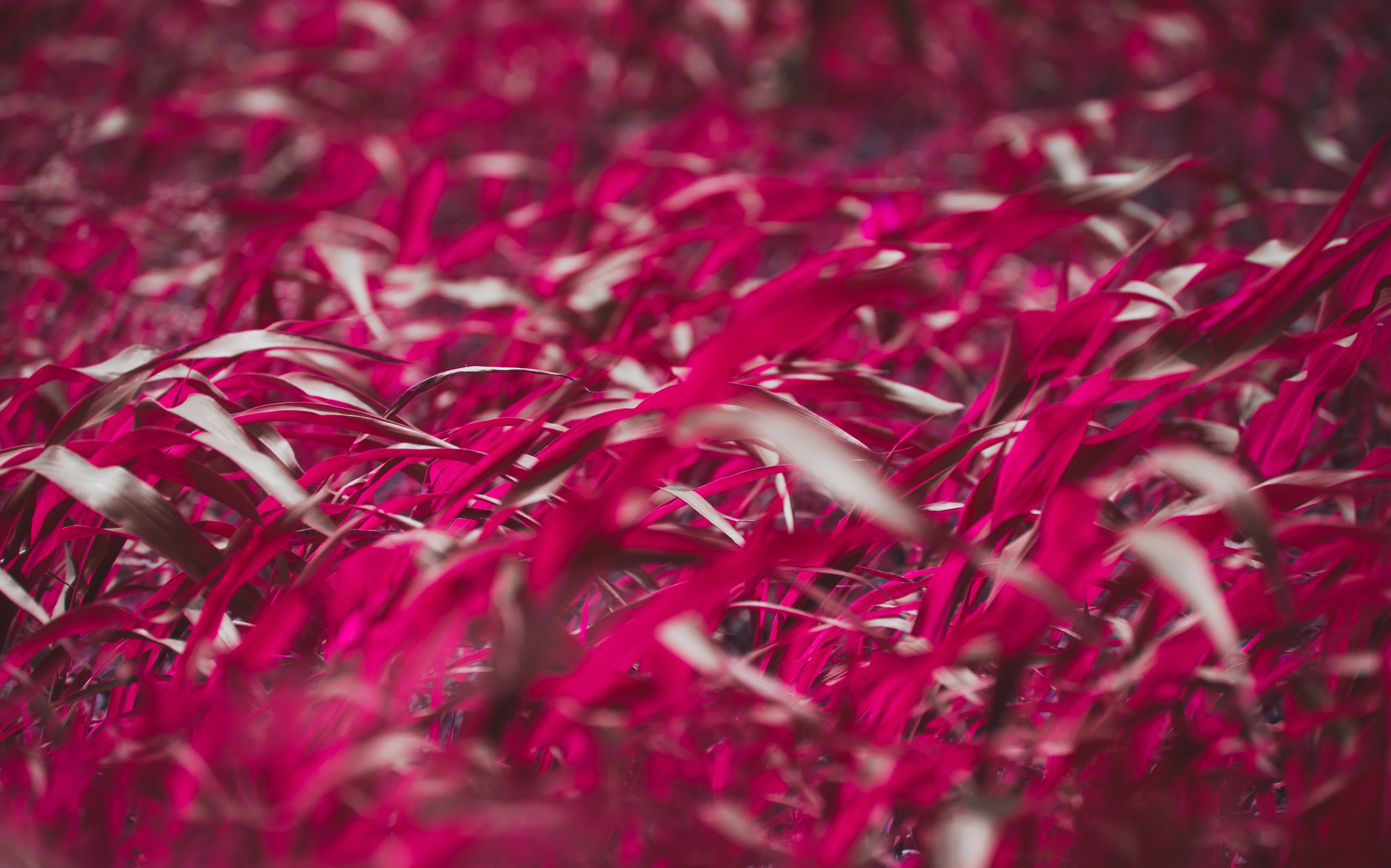 Burgundy and pink grass field with bokeh effect HD Wallpaper