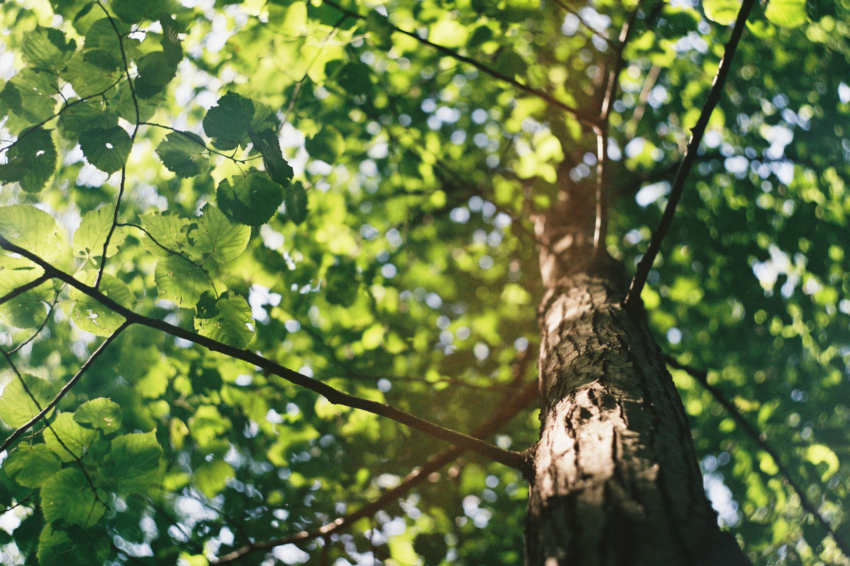Looking up at a tree trunk and green leaves HD Wallpaper