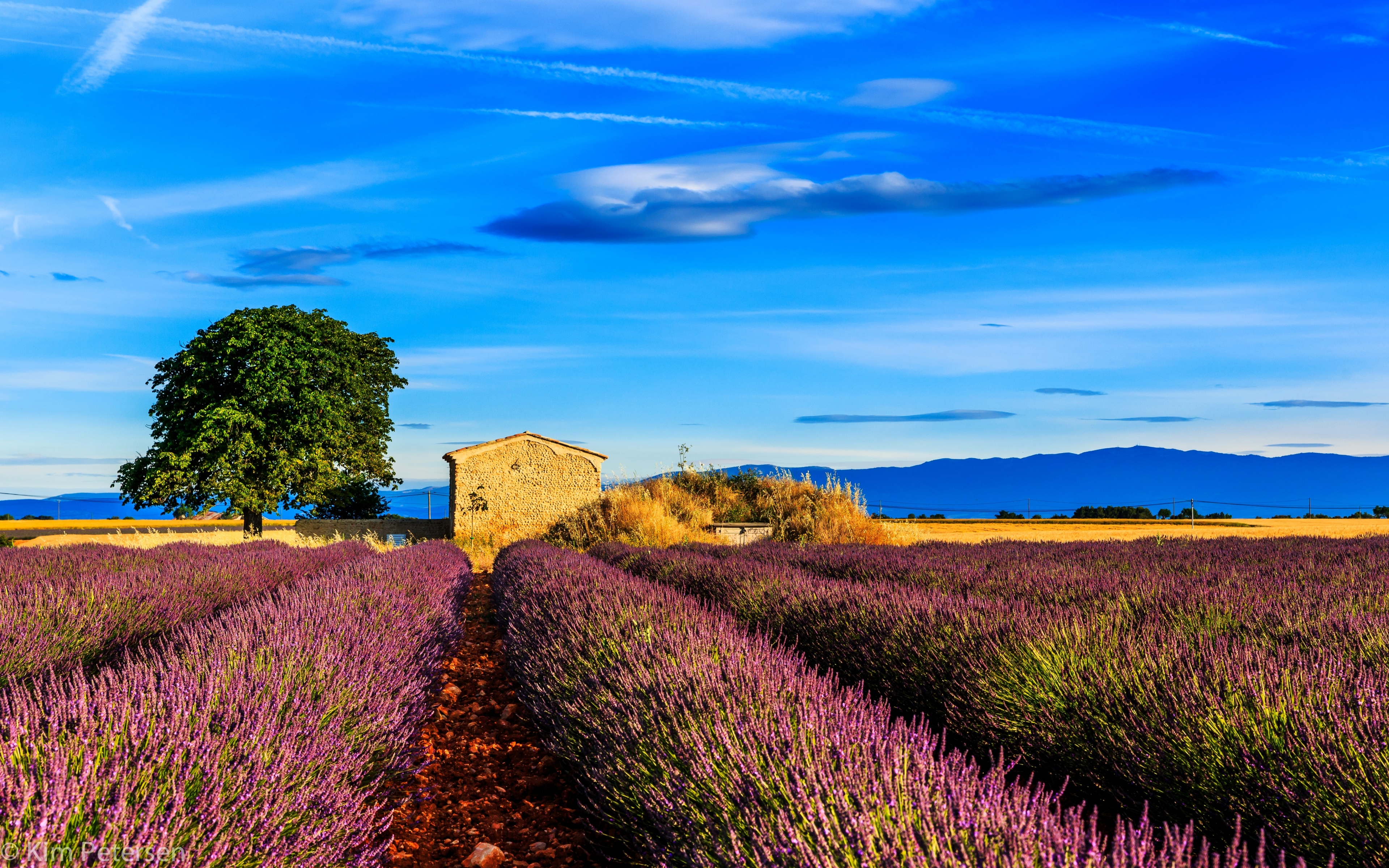 Lavender field with a stone building and a tree HD Wallpaper