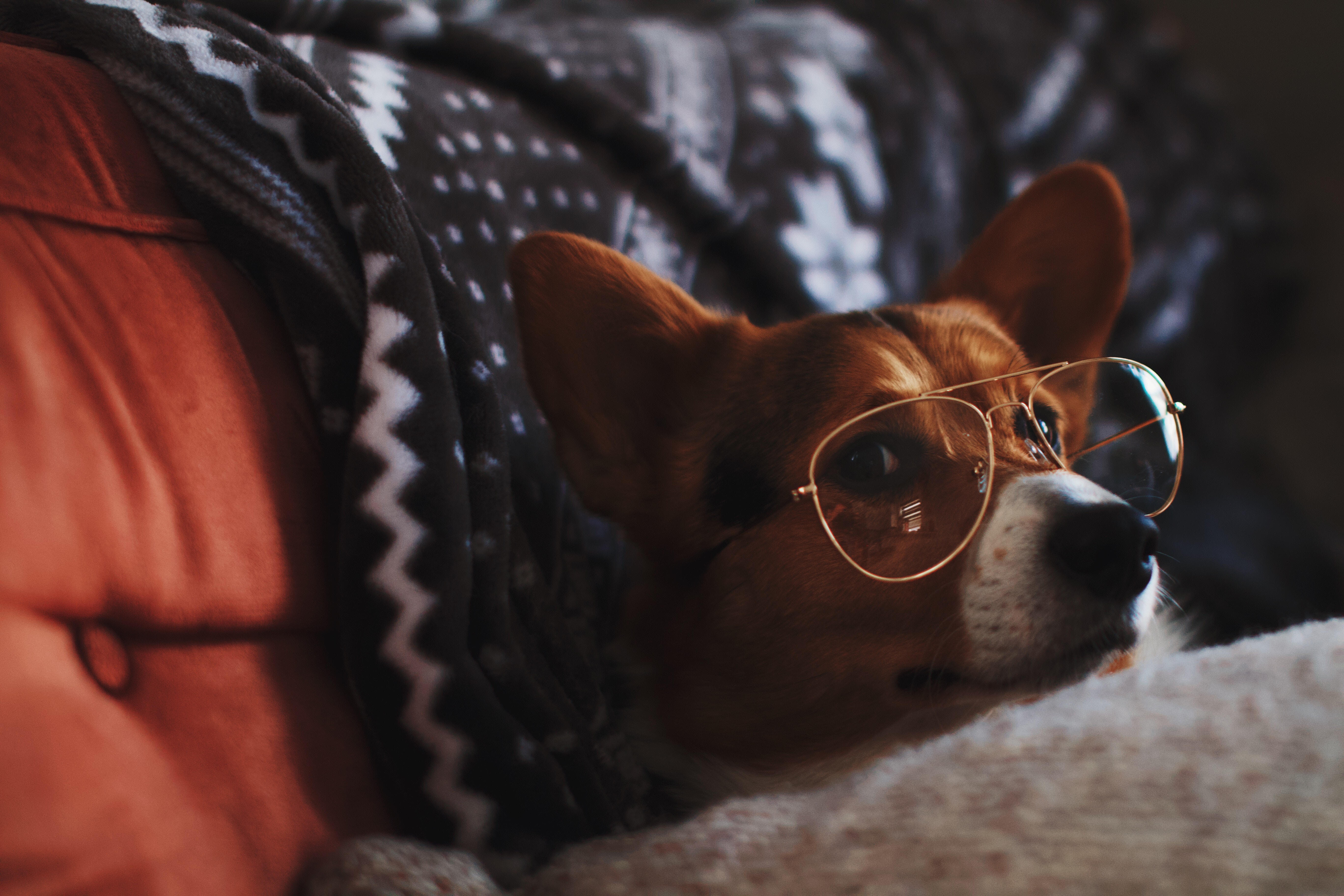 Corgi wearing gold-rimmed glasses on a couch HD Wallpaper