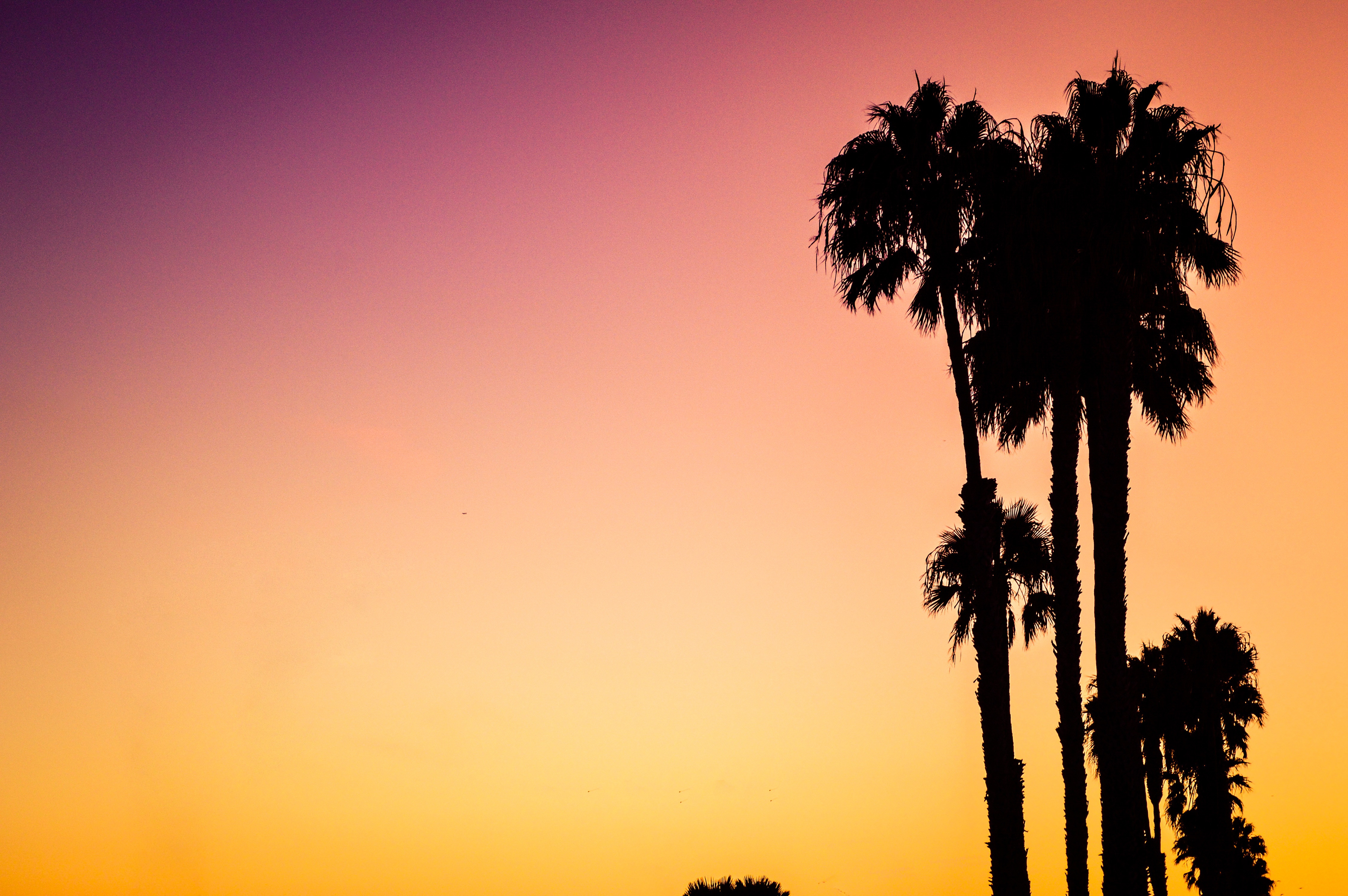 Palm trees silhouetted against a purple and orange gradient sky HD Wallpaper
