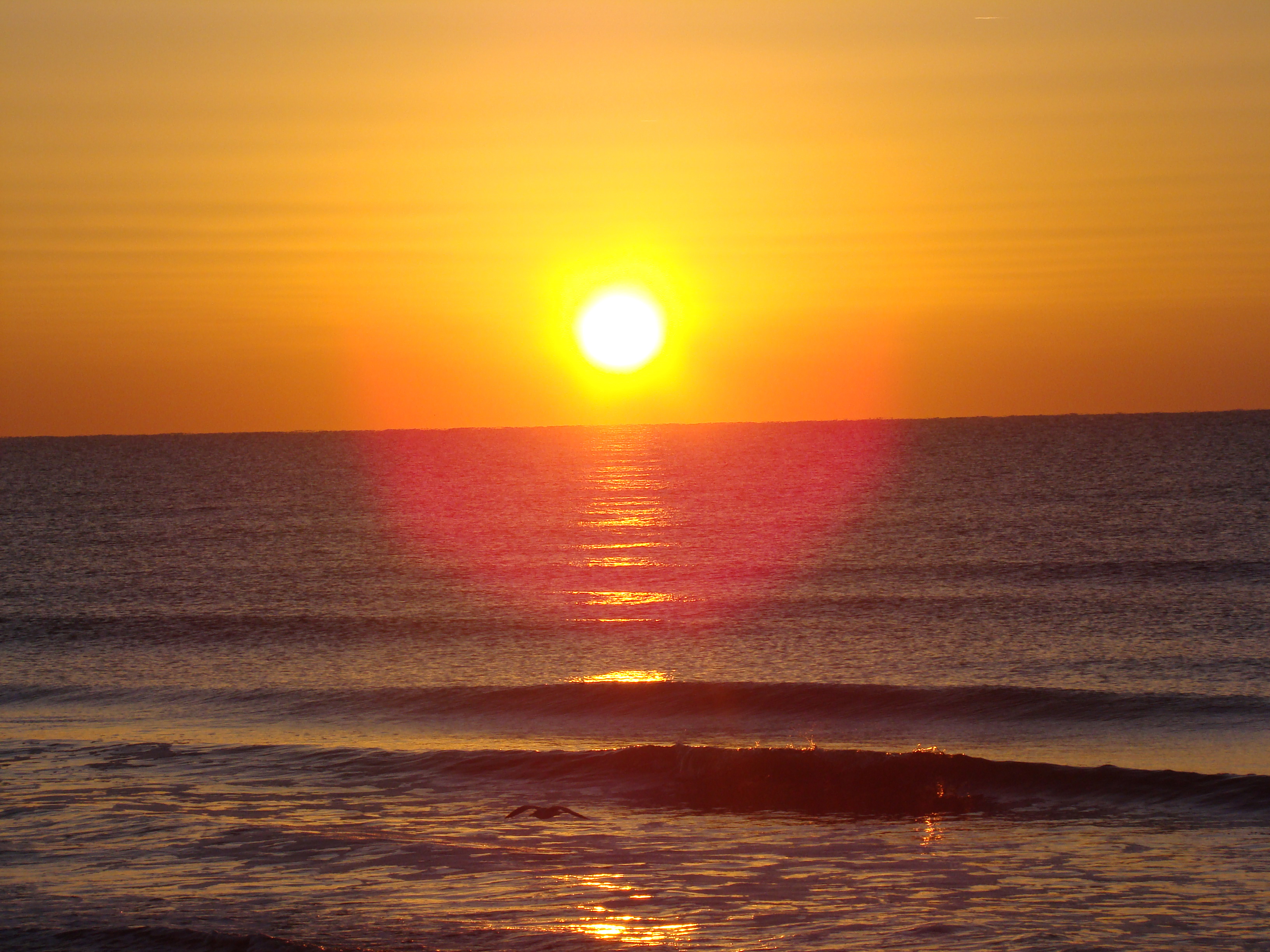 Sunrise over the ocean with a bird HD Wallpaper