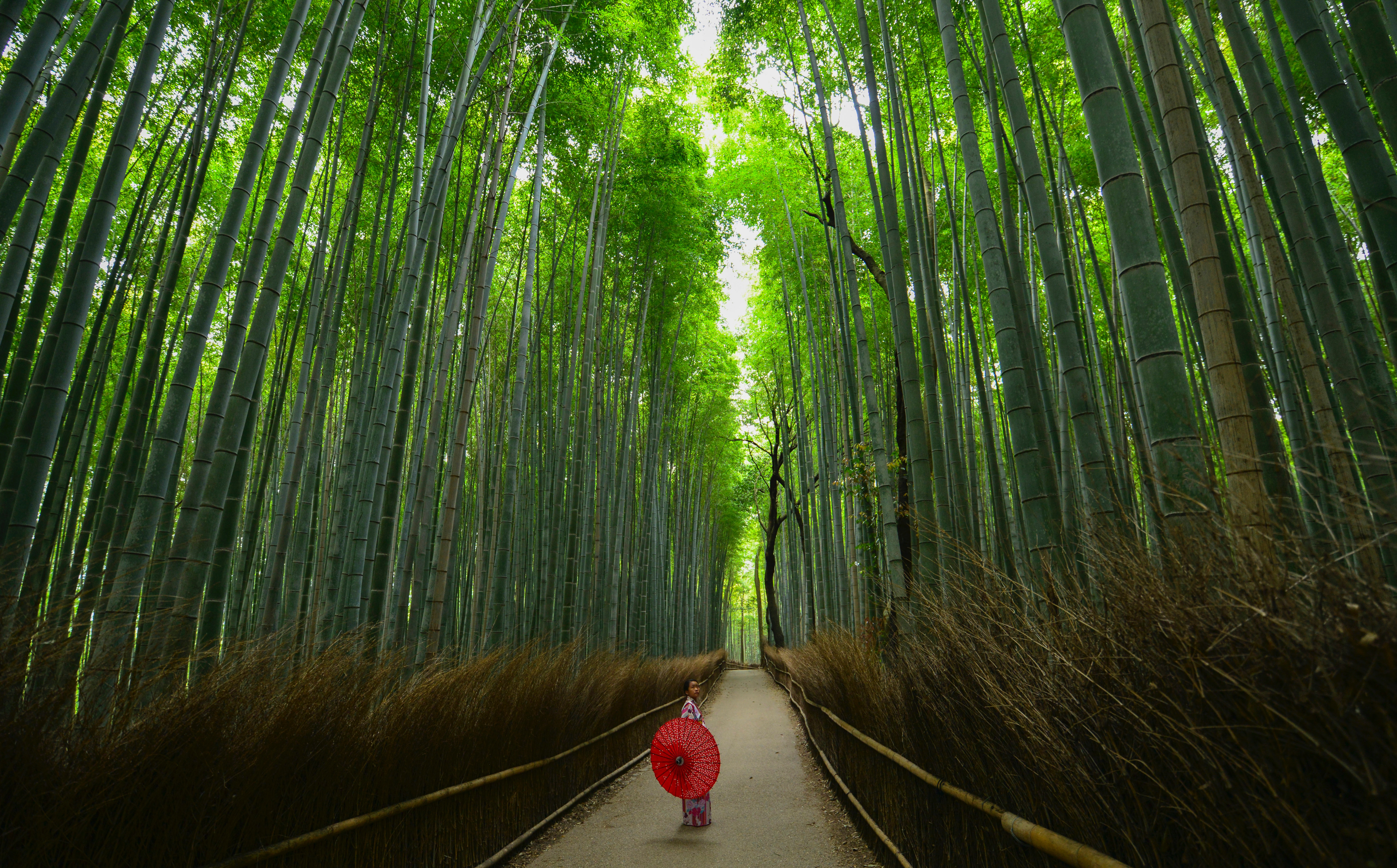 Woman with Red Parasol in Kyoto Bamboo Forest HD Wallpaper