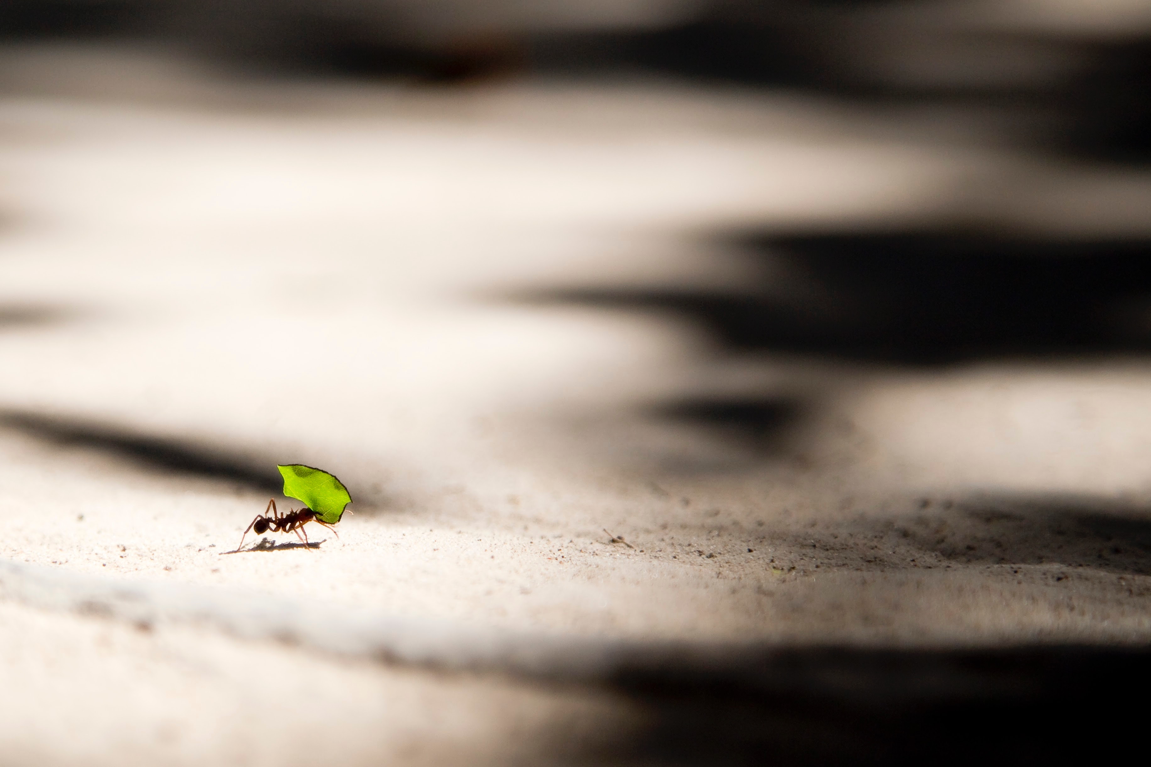 Ant carrying a green leaf in sunlight HD Wallpaper