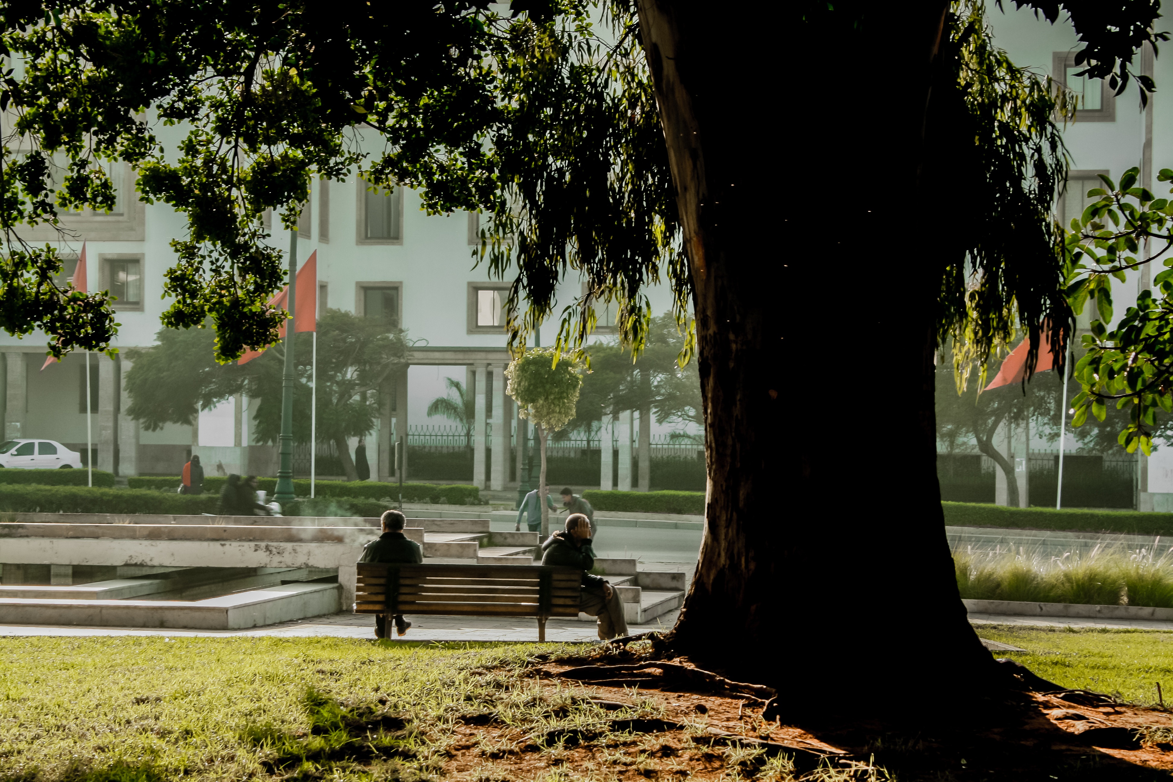 Two people relax on a bench in a park with a large tree. HD Wallpaper