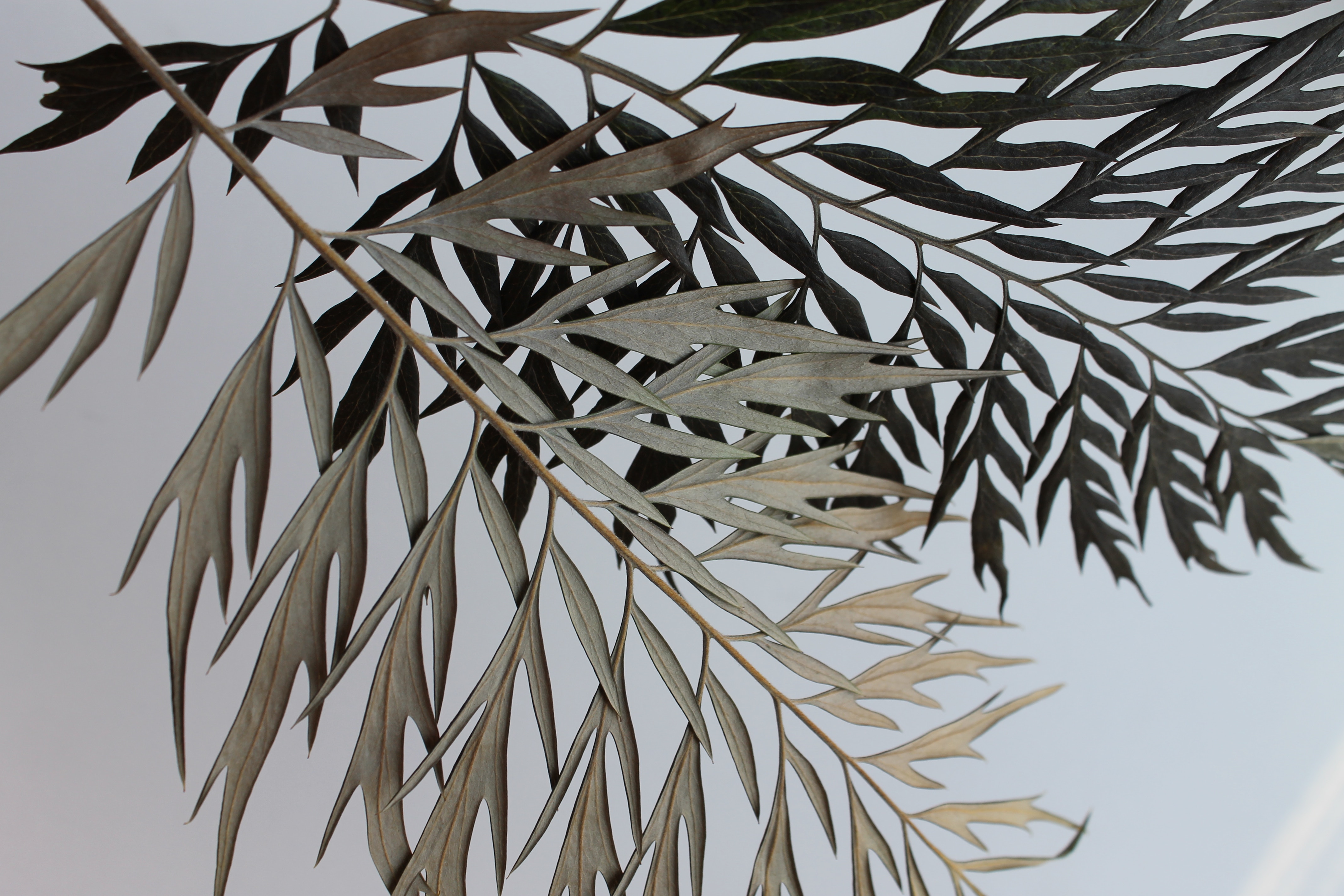 Silky Oak leaves against a white background HD Wallpaper