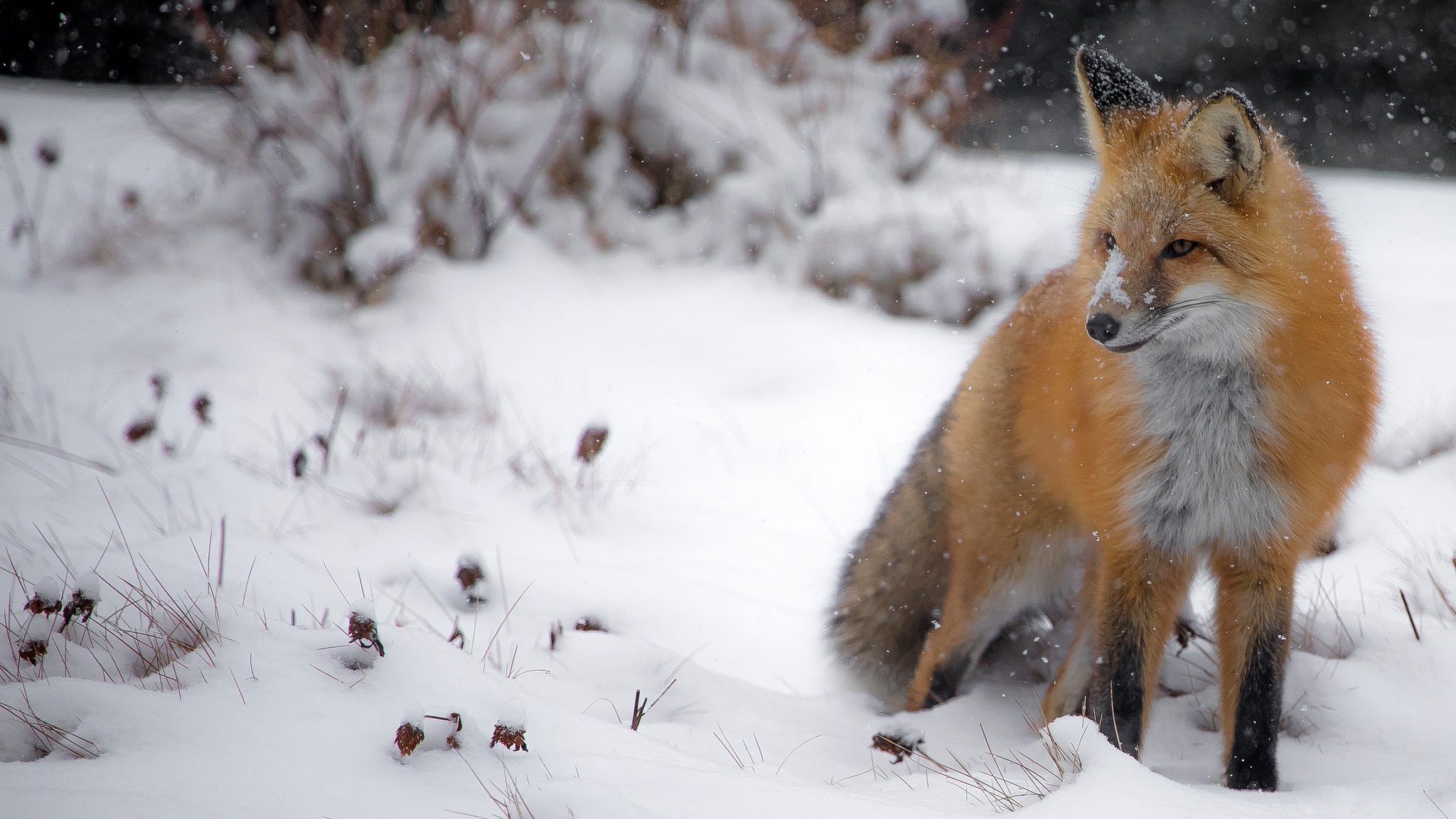 Red Fox in a Snowy Landscape HD Wallpaper