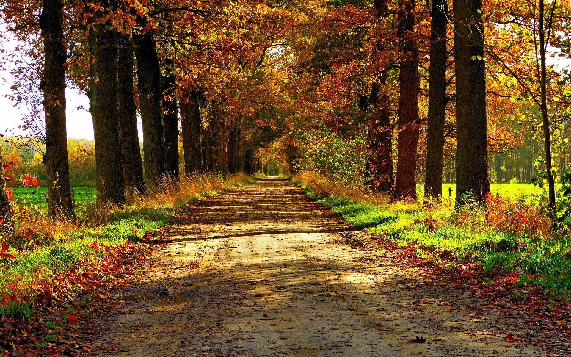 Dirt road lined with autumn trees HD Wallpaper
