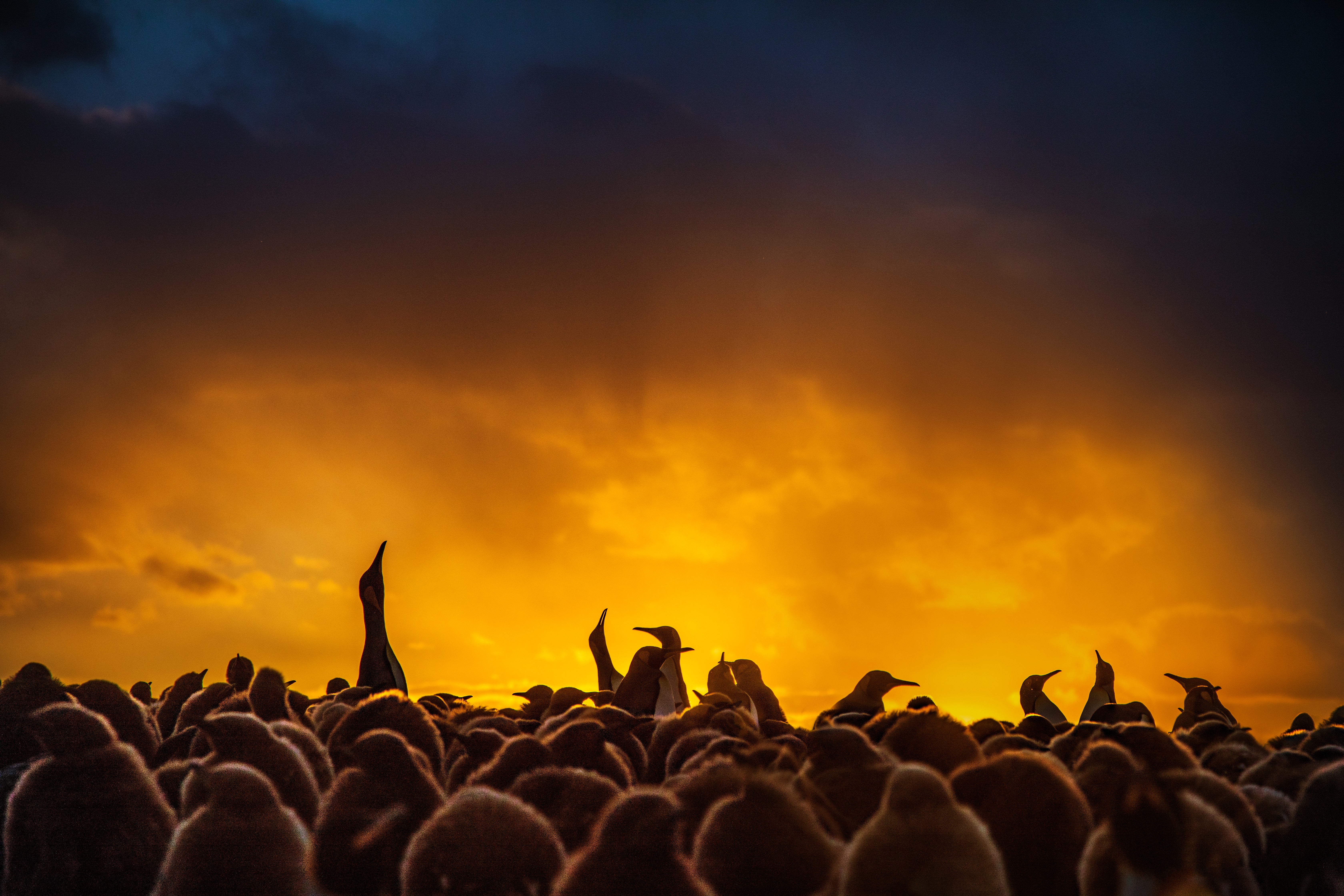Penguins silhouetted against a dramatic sunset sky HD Wallpaper