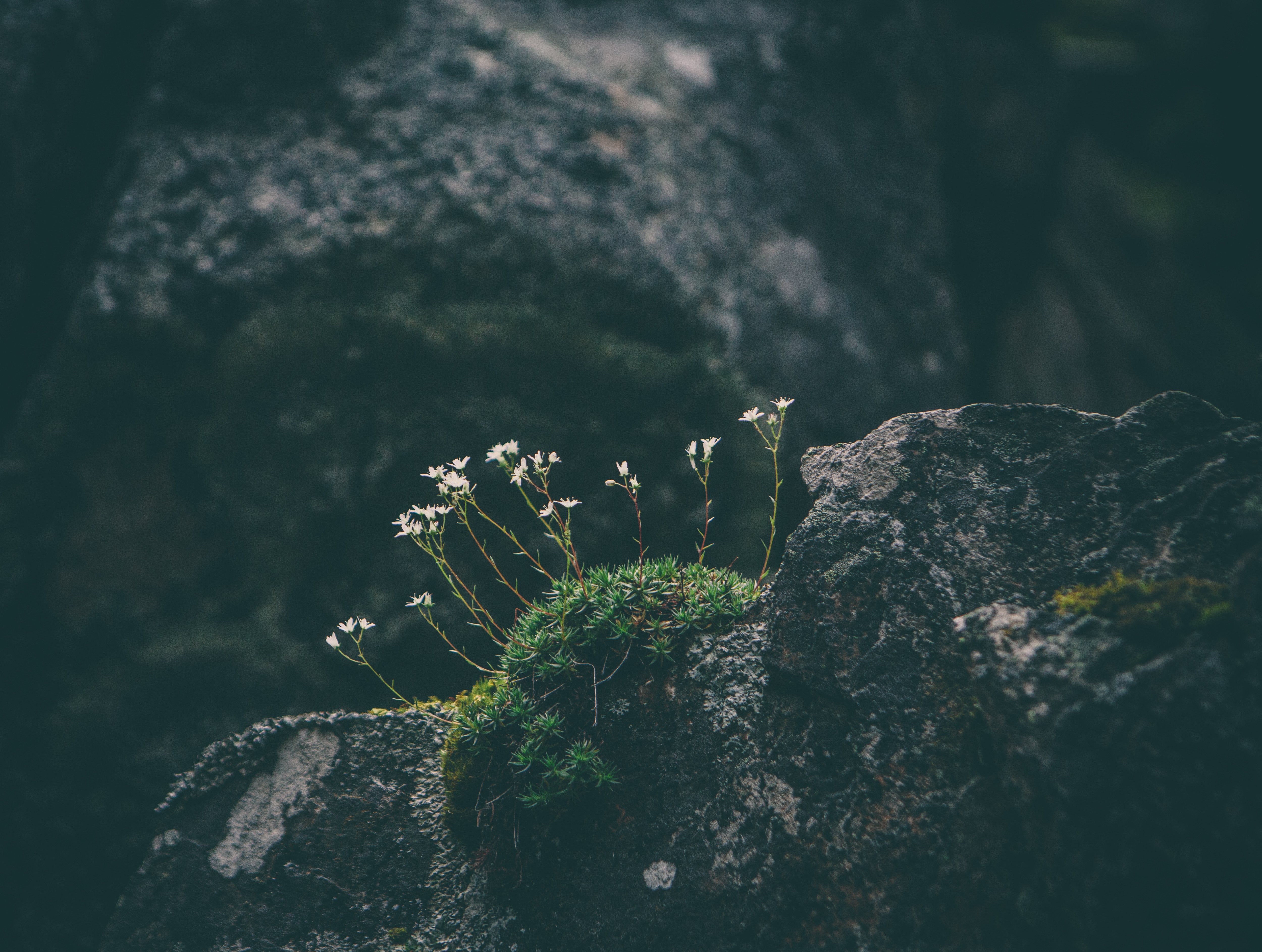 Small white flowers growing on a mossy rock HD Wallpaper