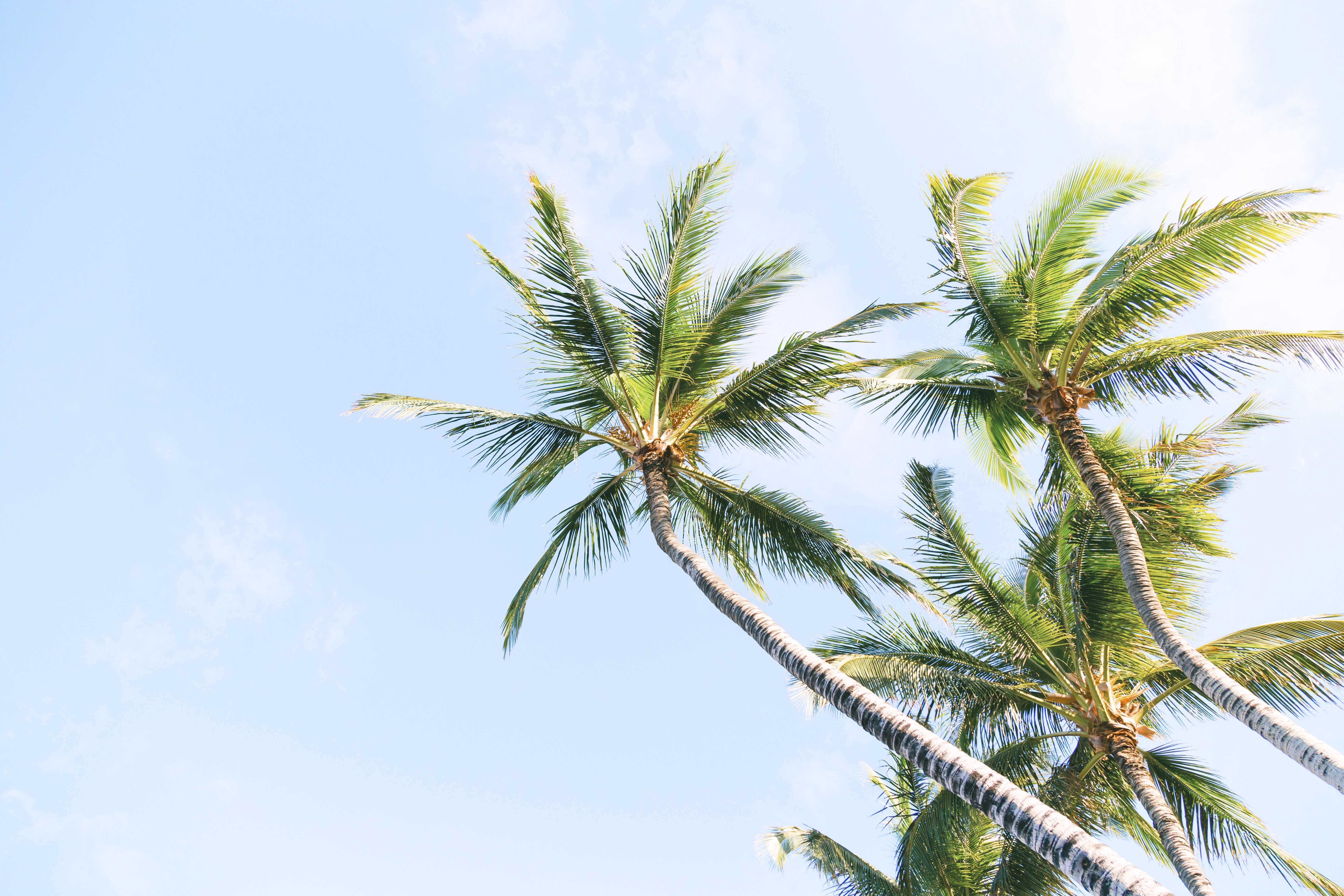 Palm trees against a clear blue sky HD Wallpaper