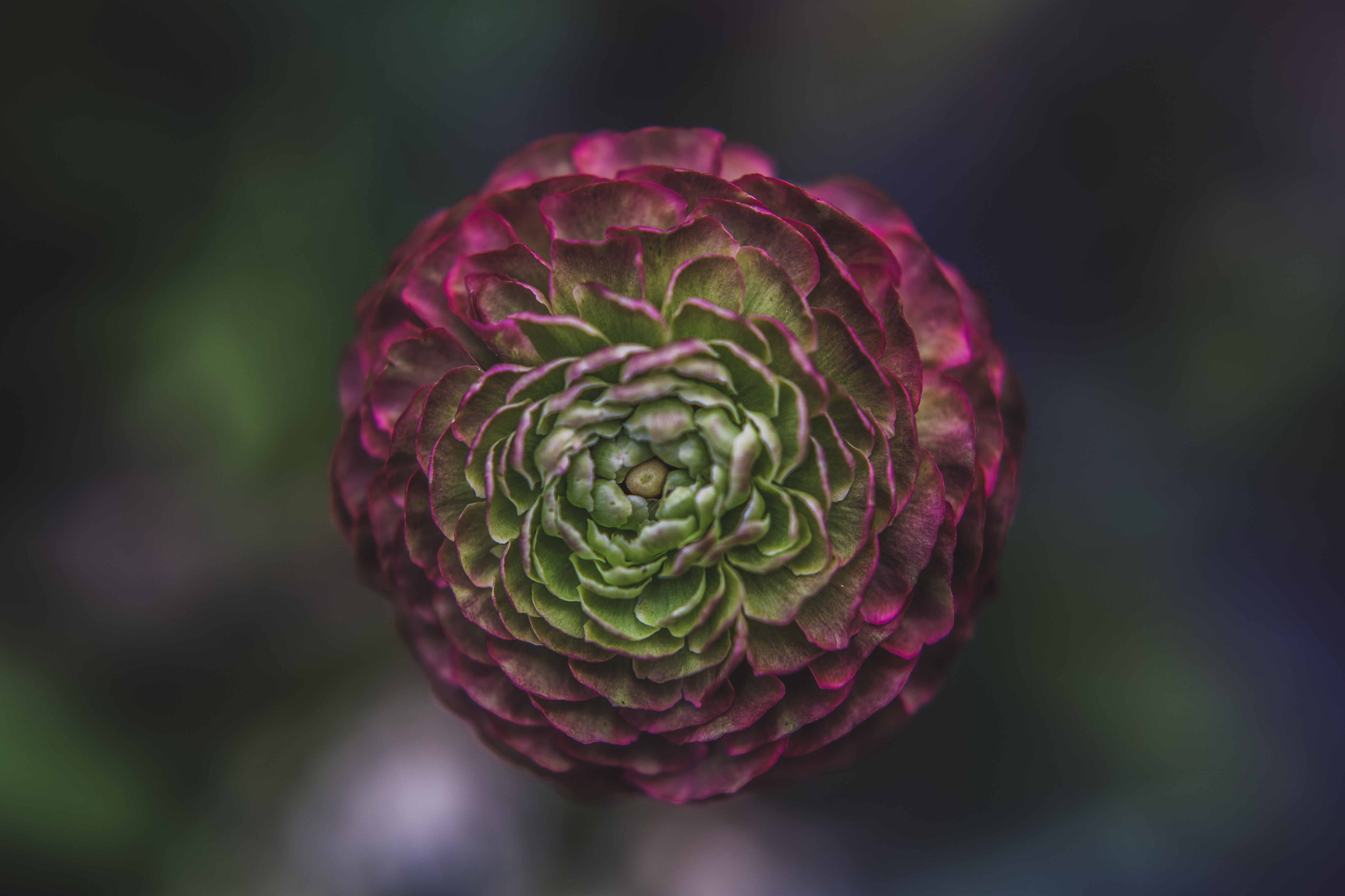 Close-up of a pink and green ranunculus flower HD Wallpaper