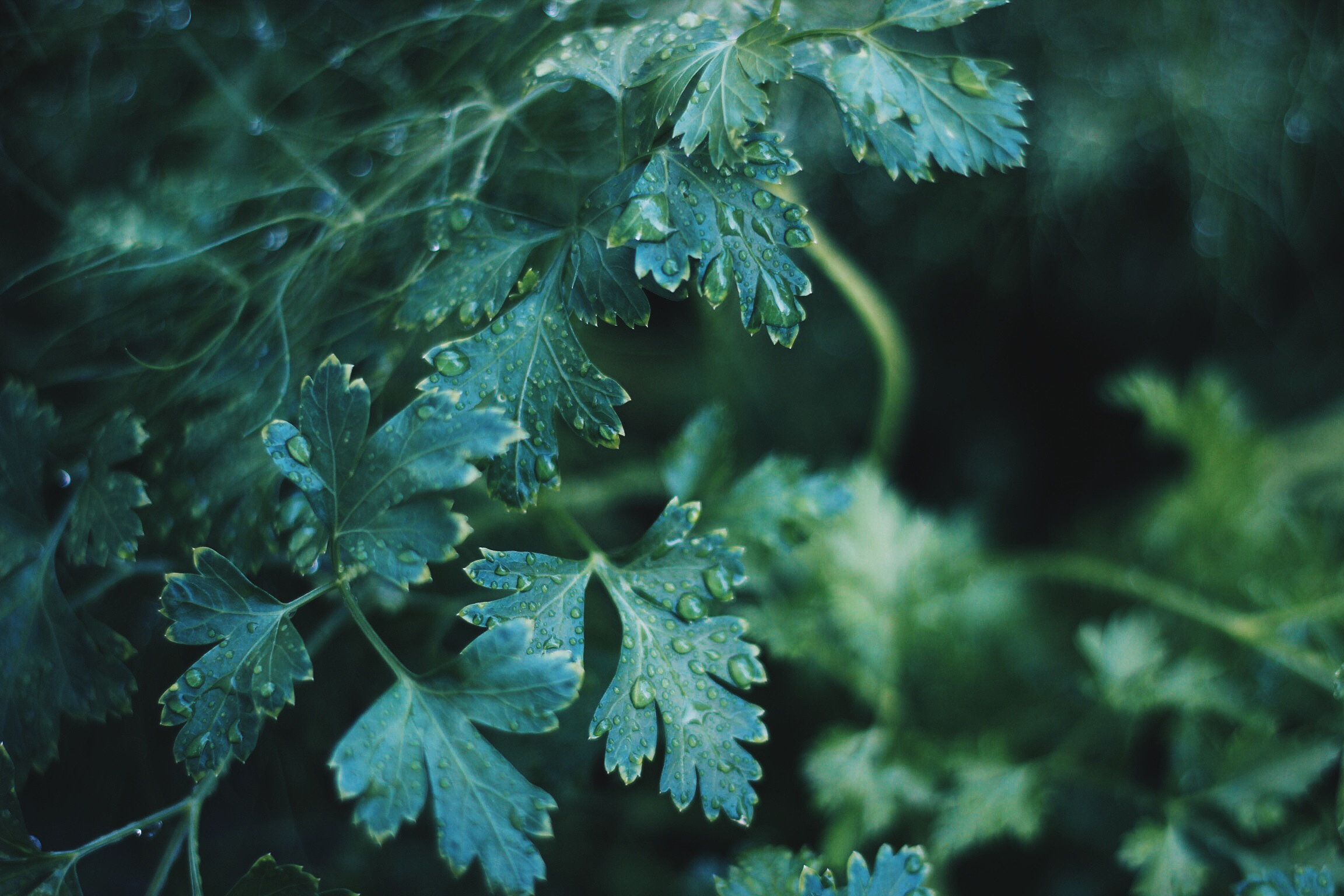 Close-up of wet green parsley leaves with water droplets HD Wallpaper