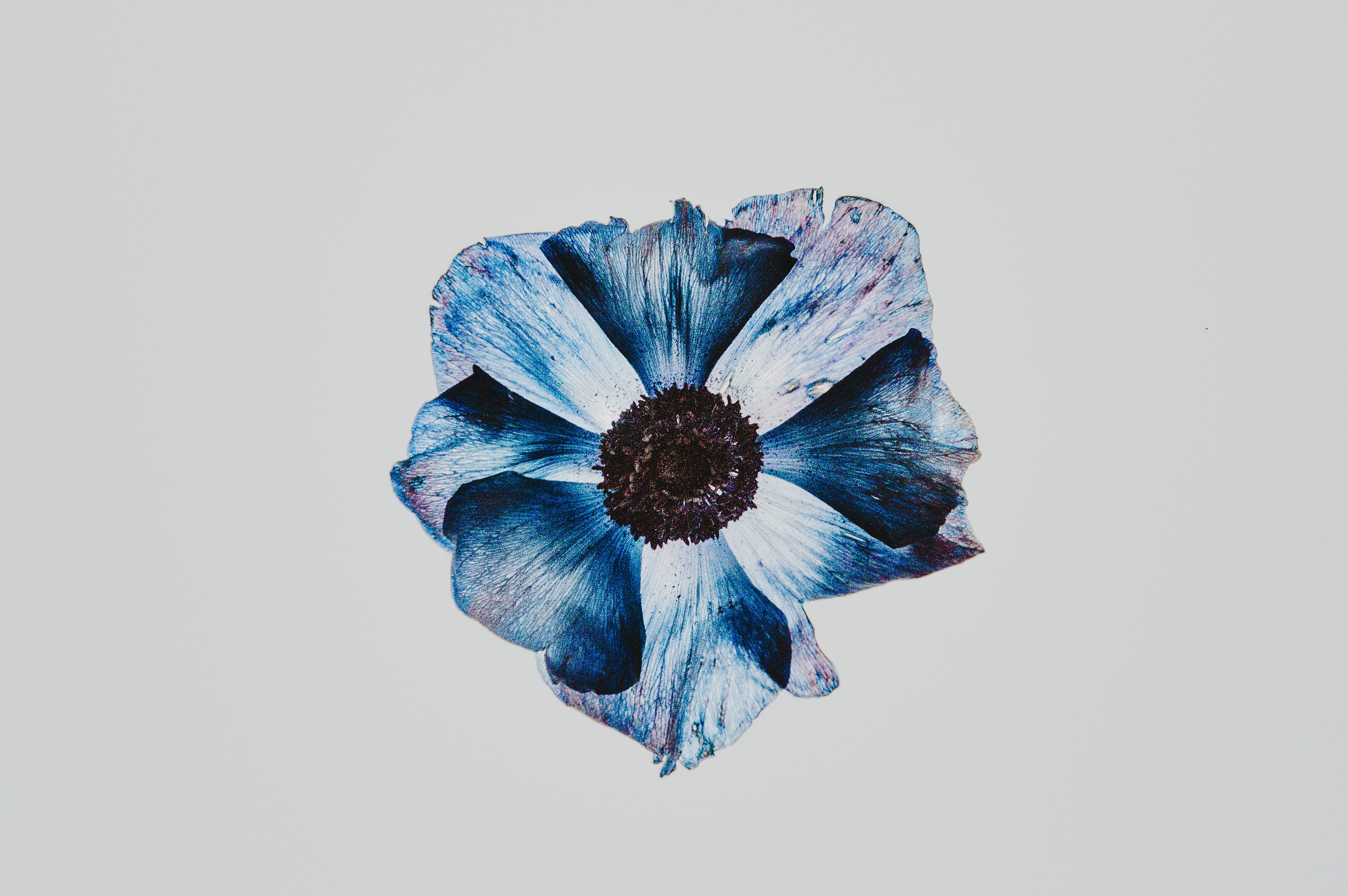 Blue and white flower with dark center HD Wallpaper