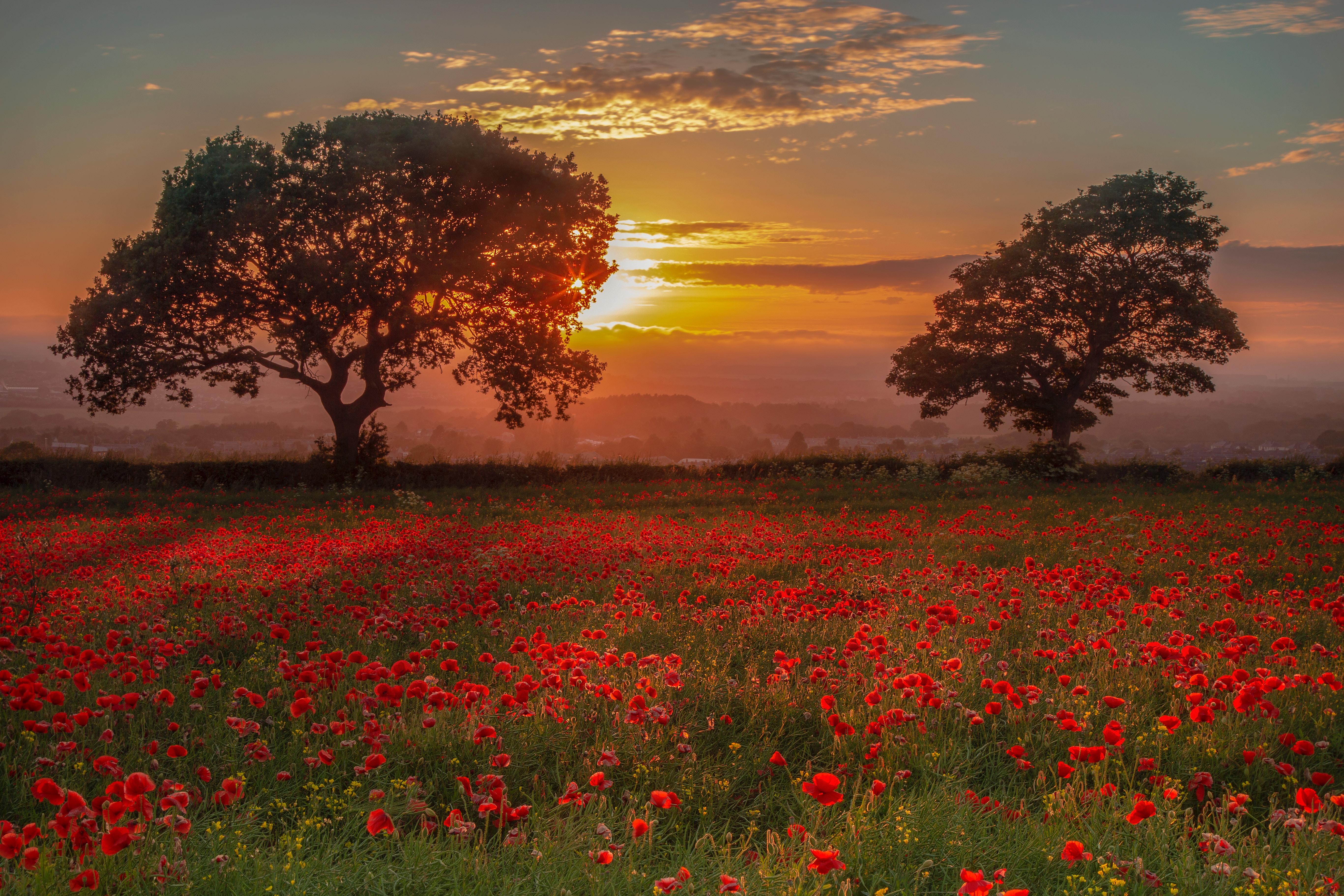 Sunset over a poppy field with trees HD Wallpaper