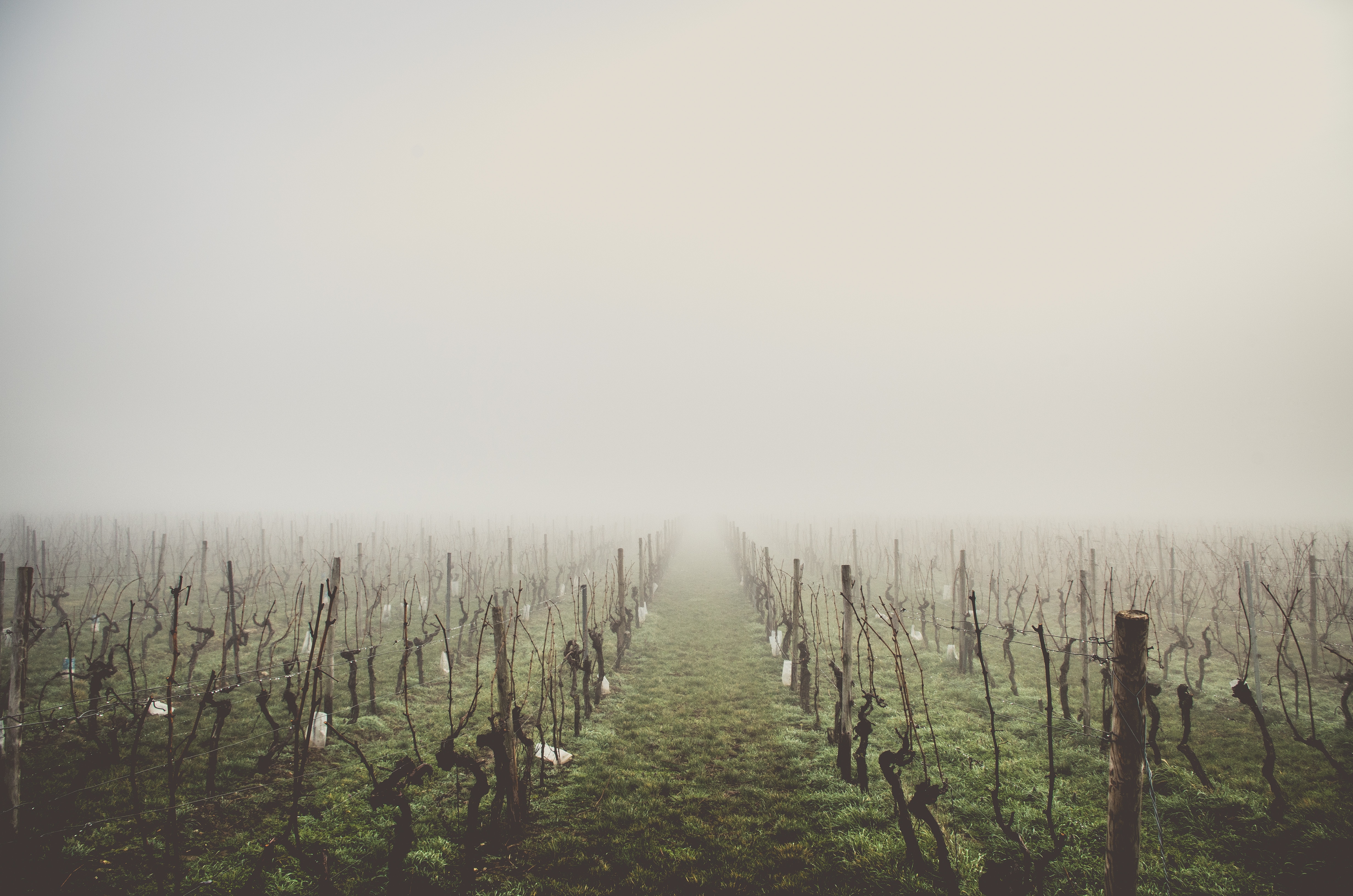 Vineyard rows in the fog HD Wallpaper