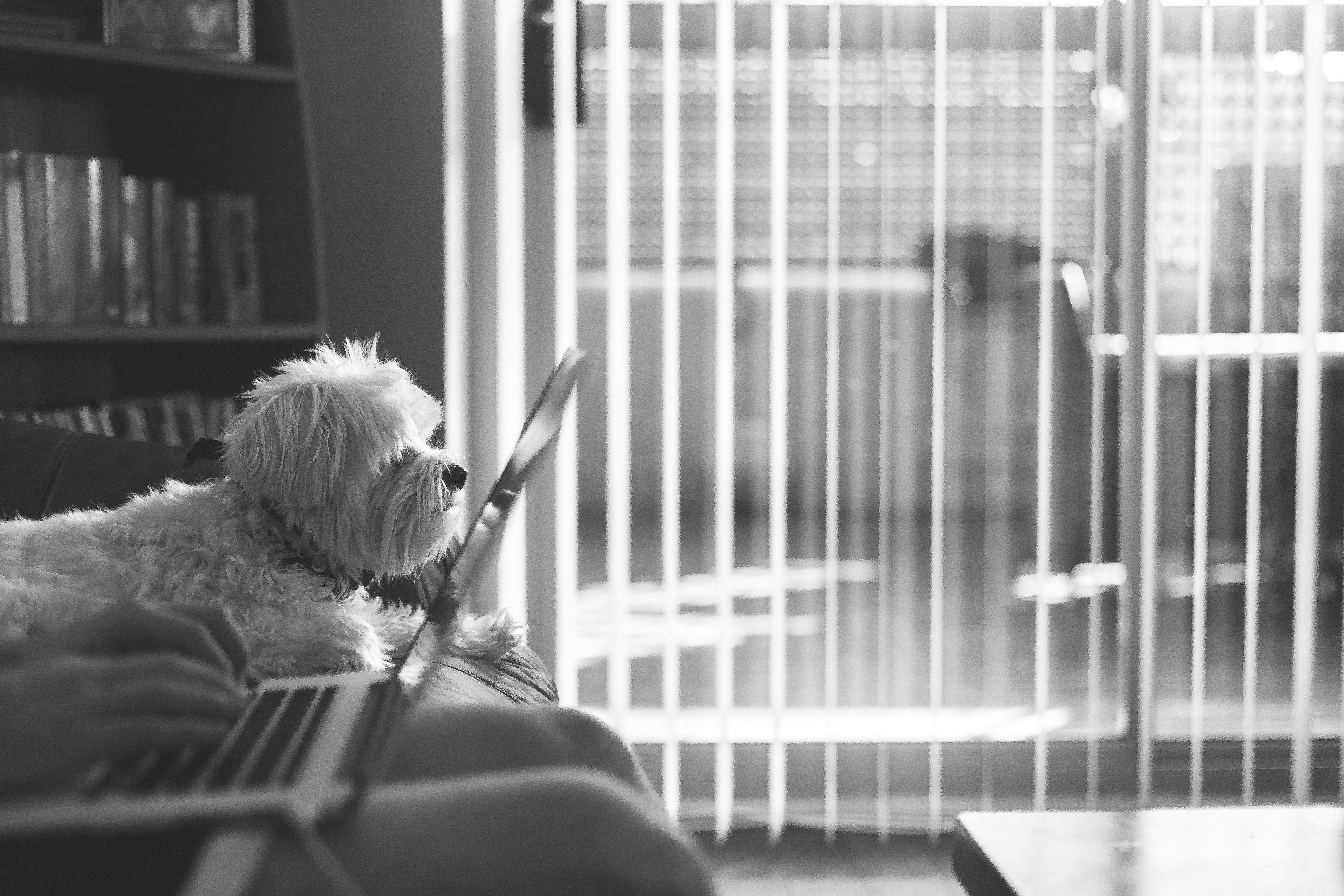 Dog and person using a MacBook in a living room HD Wallpaper