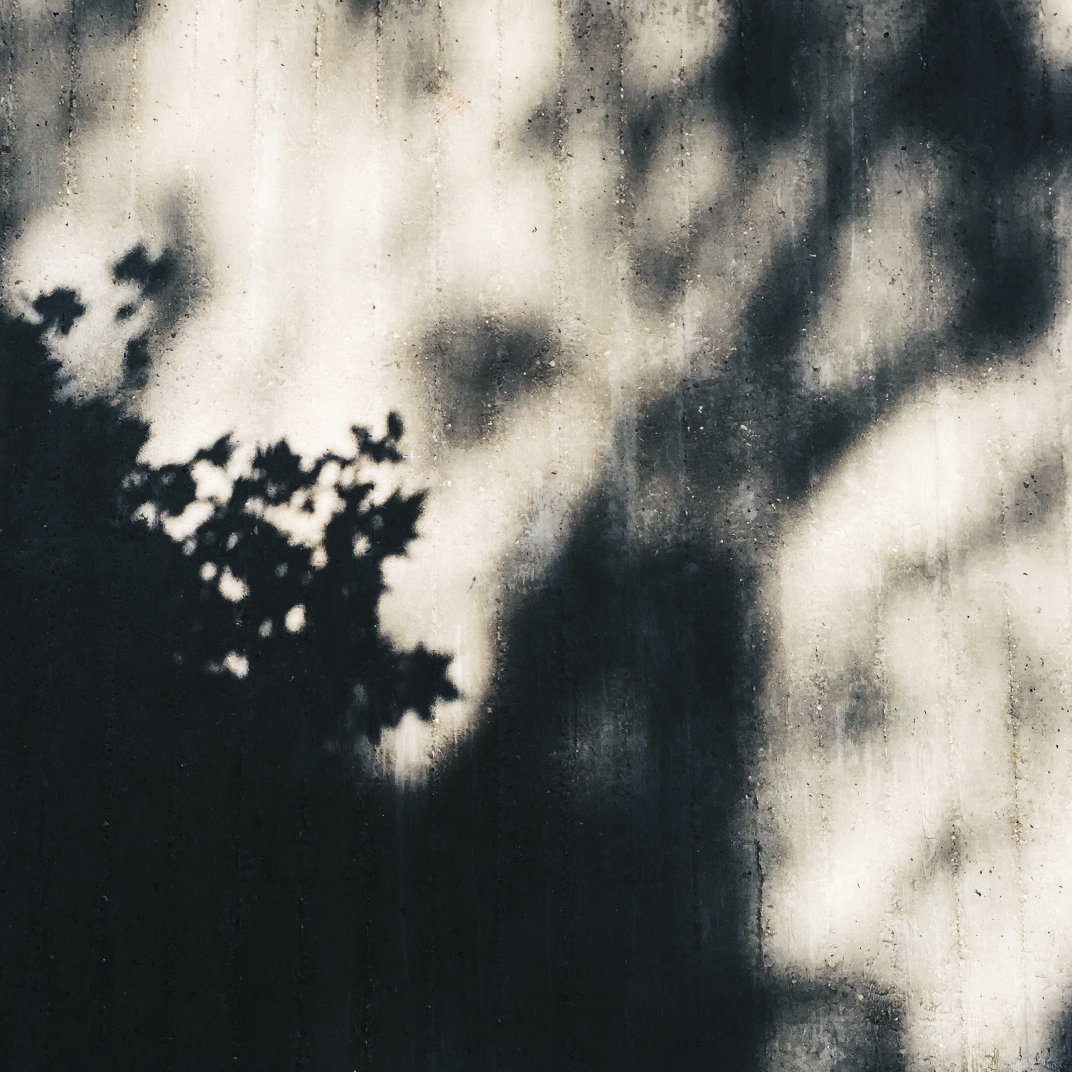 Shadows of leaves on a concrete wall HD Wallpaper