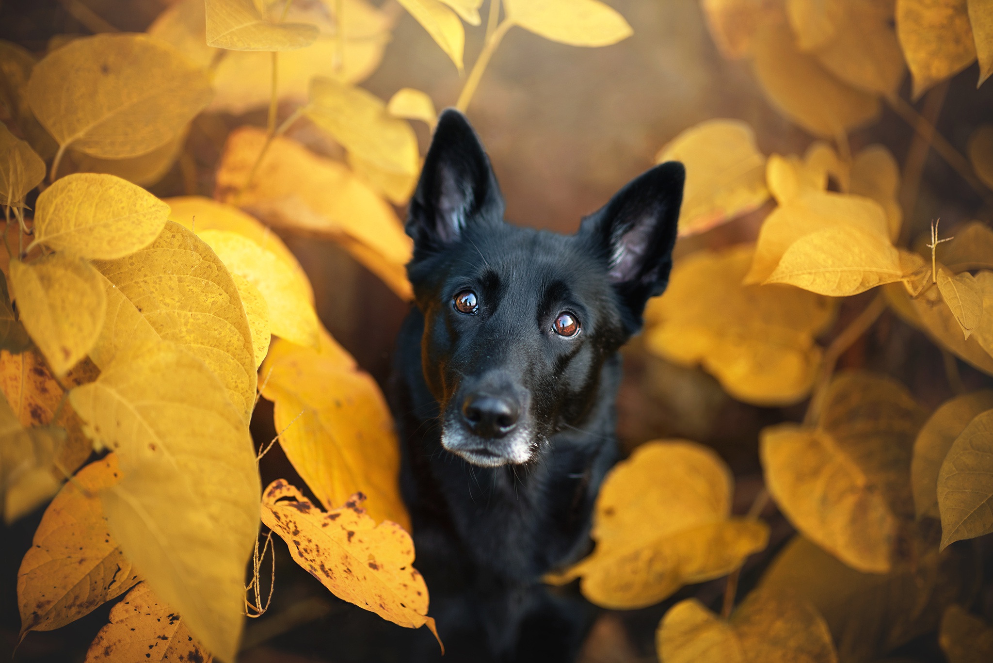 Black dog surrounded by yellow autumn leaves HD Wallpaper