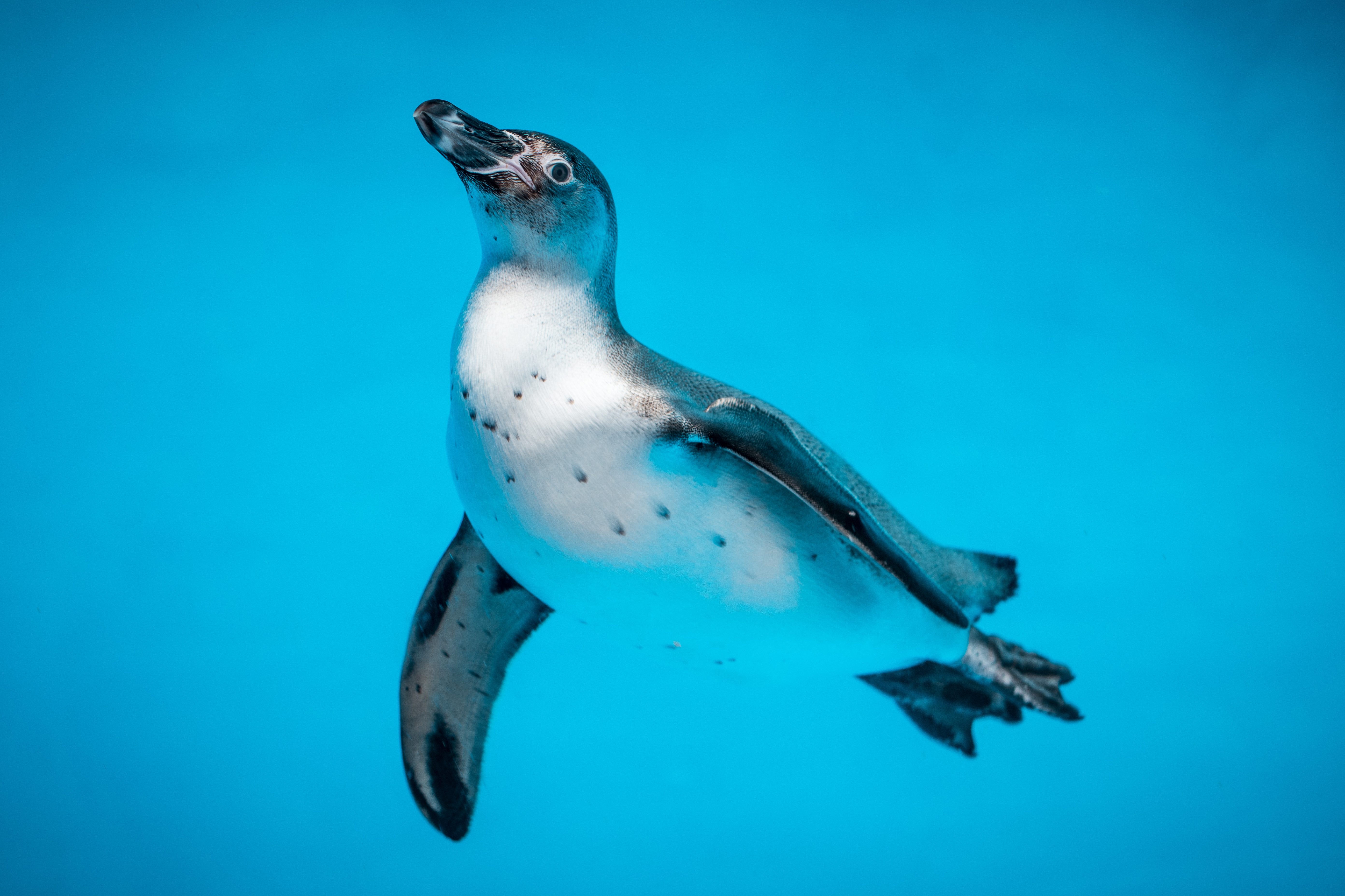 Penguin swimming in blue water HD Wallpaper