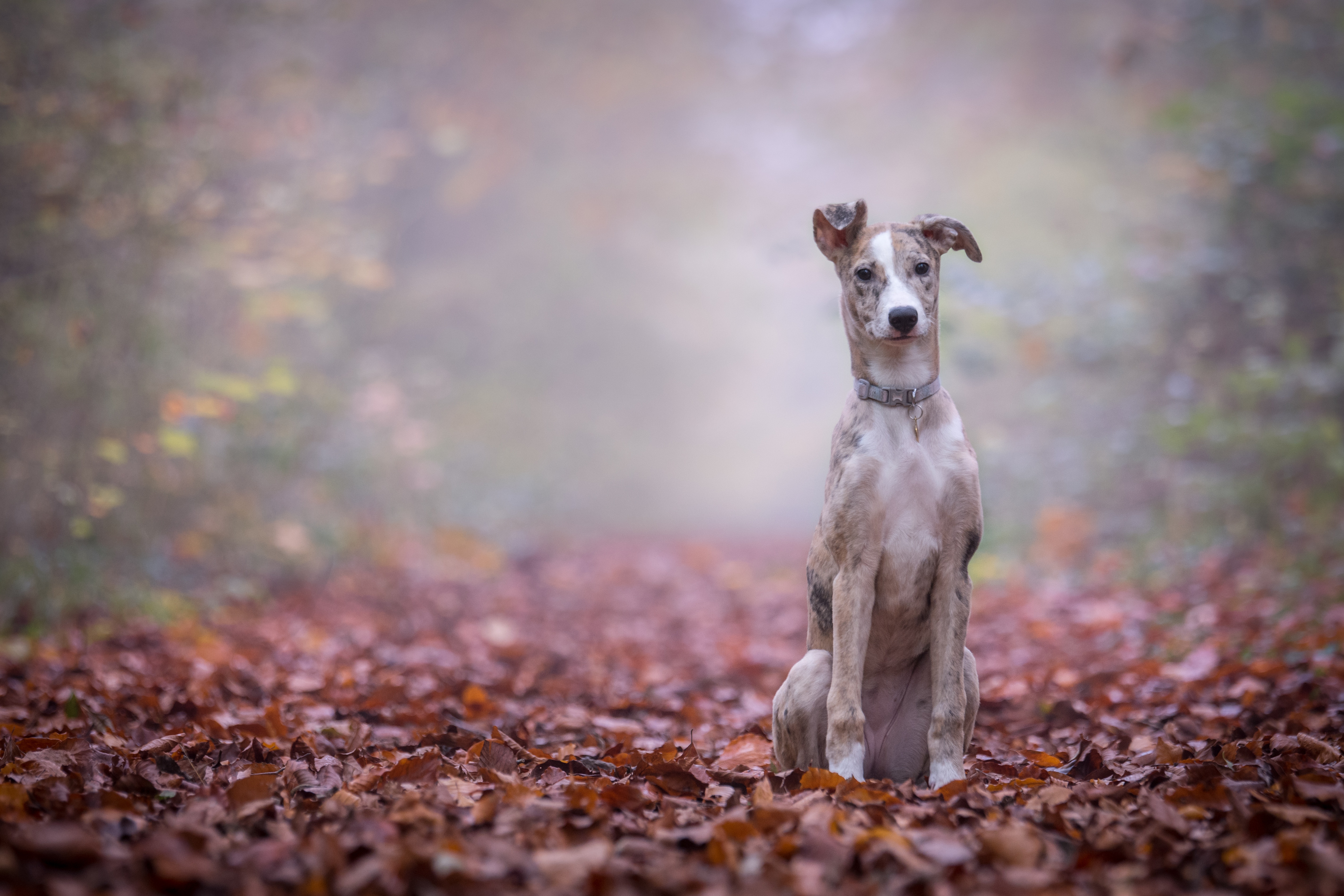 Brindle Whippet puppy sitting on autumn leaves HD Wallpaper