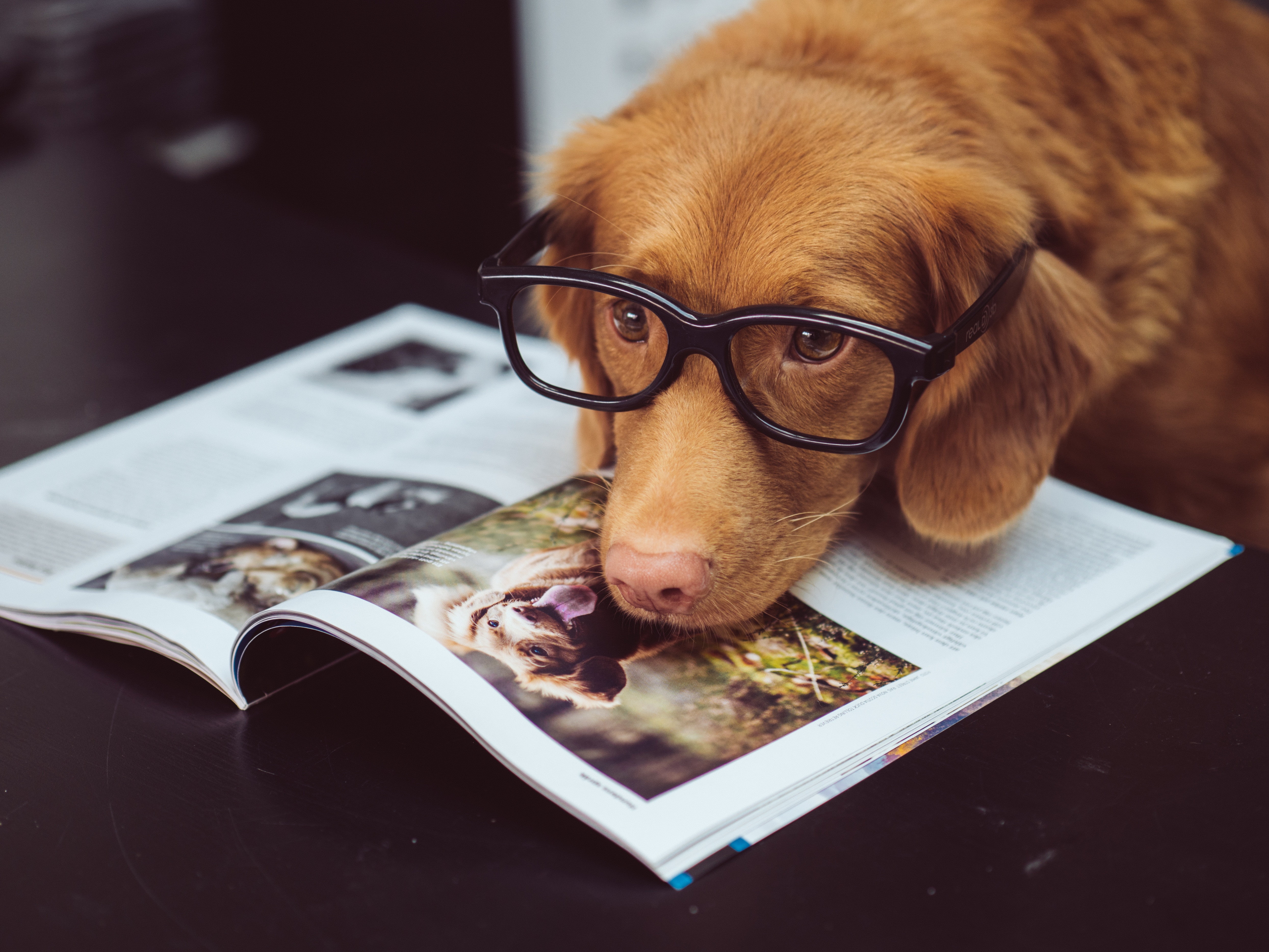 Nova Scotia Duck Tolling Retriever wearing glasses reading a magazine HD Wallpaper