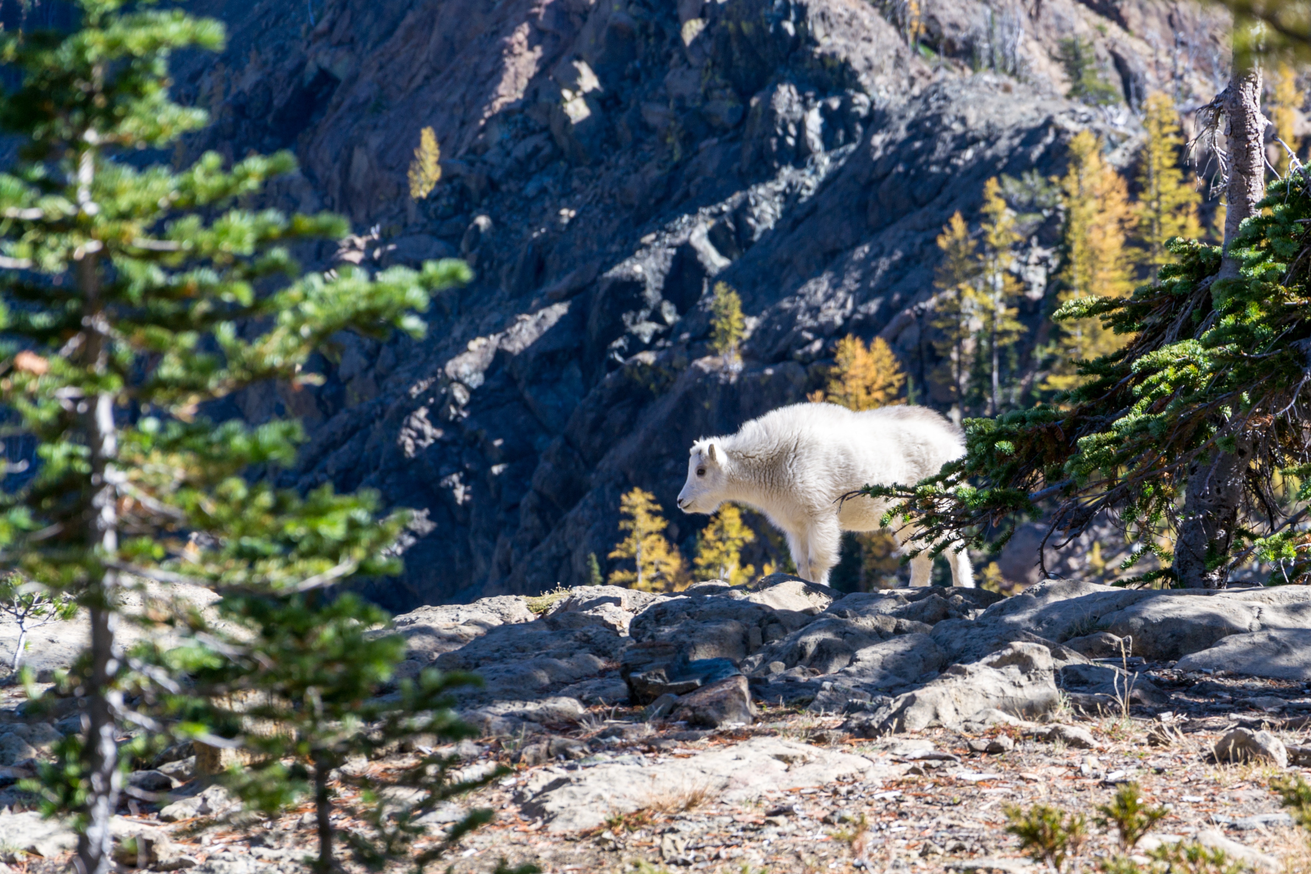 Mountain goat on a rocky slope with trees HD Wallpaper