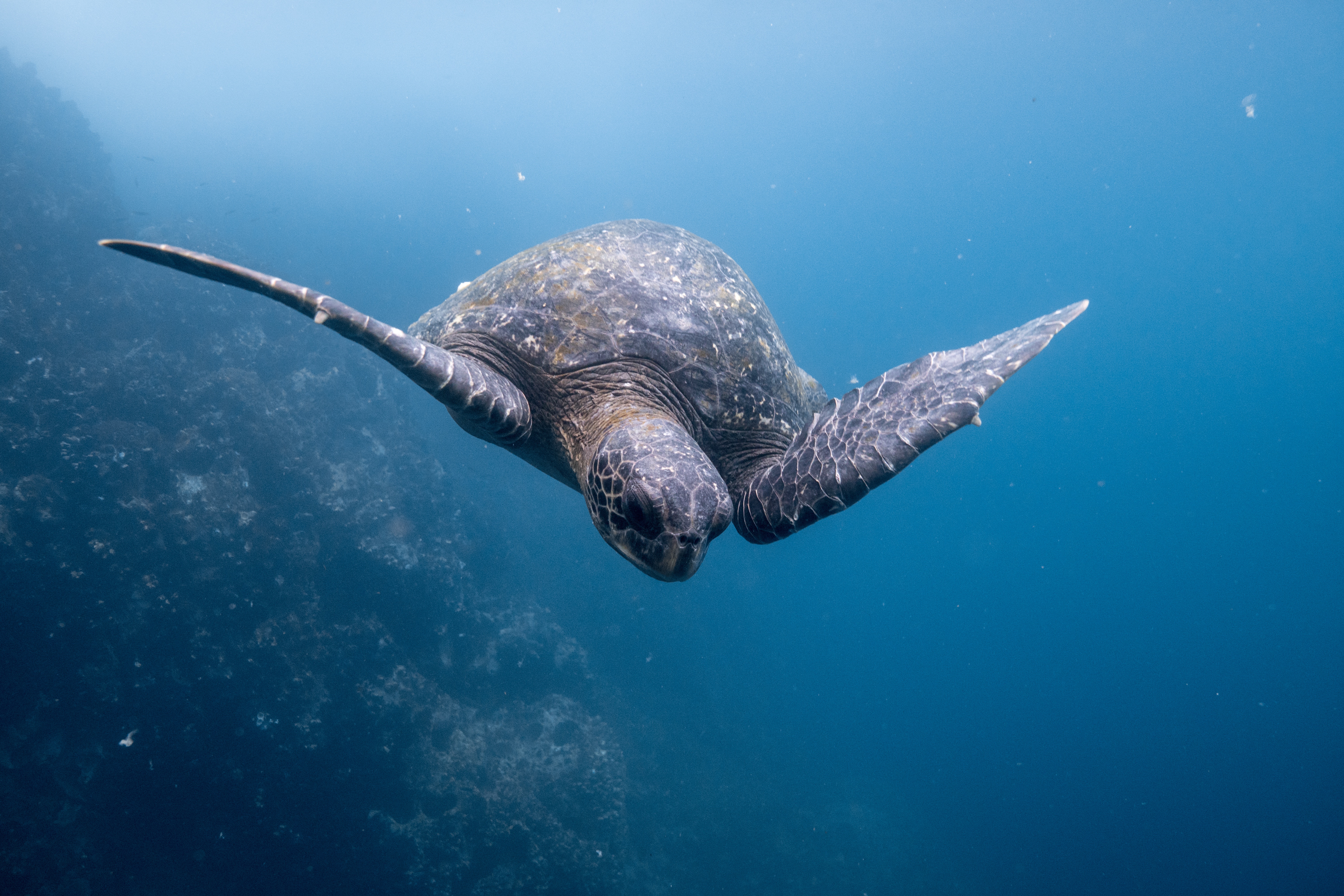 Sea turtle swimming near a rocky reef in the ocean HD Wallpaper