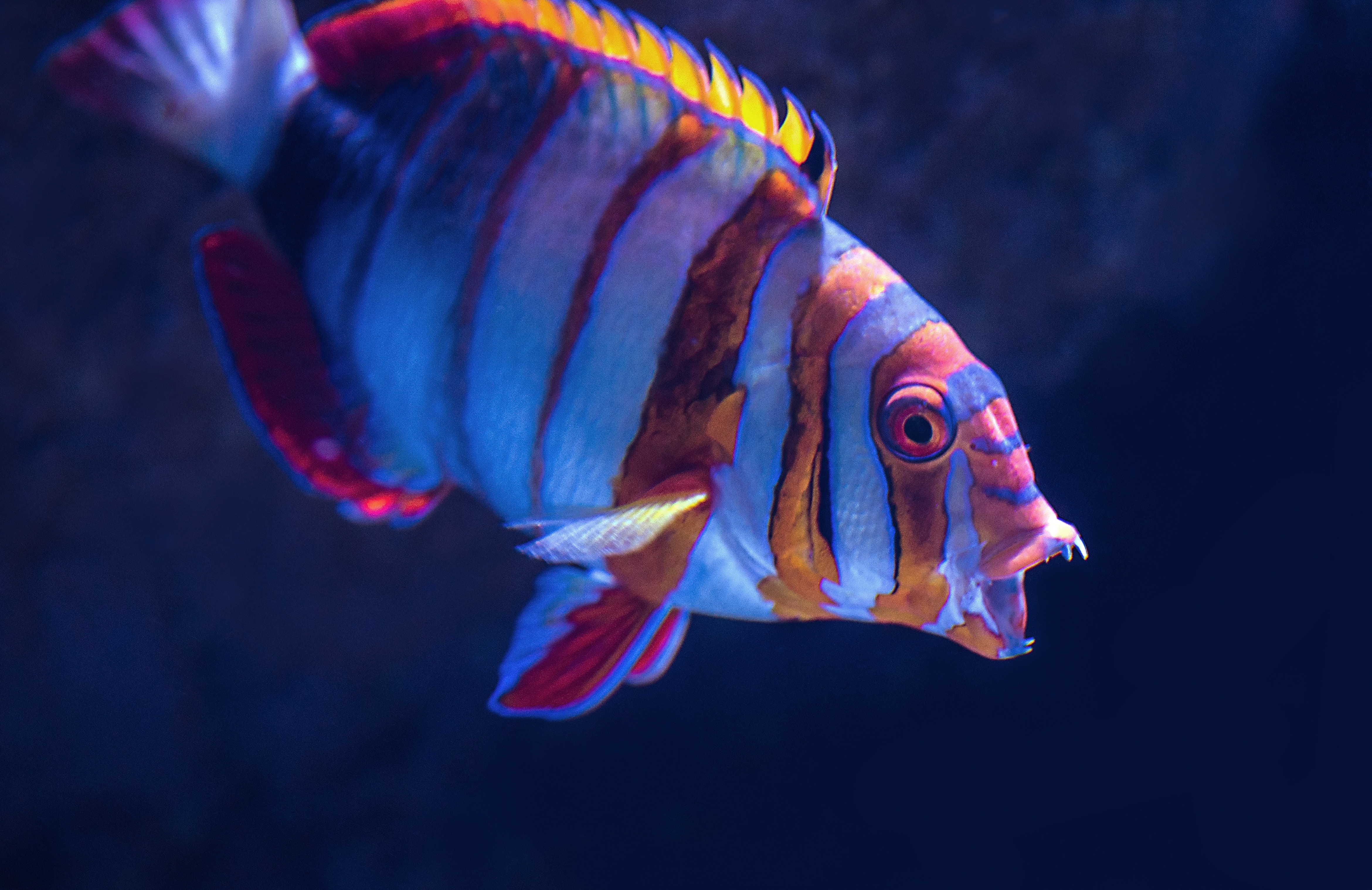Colorful Tuskfish with Stripes Underwater HD Wallpaper