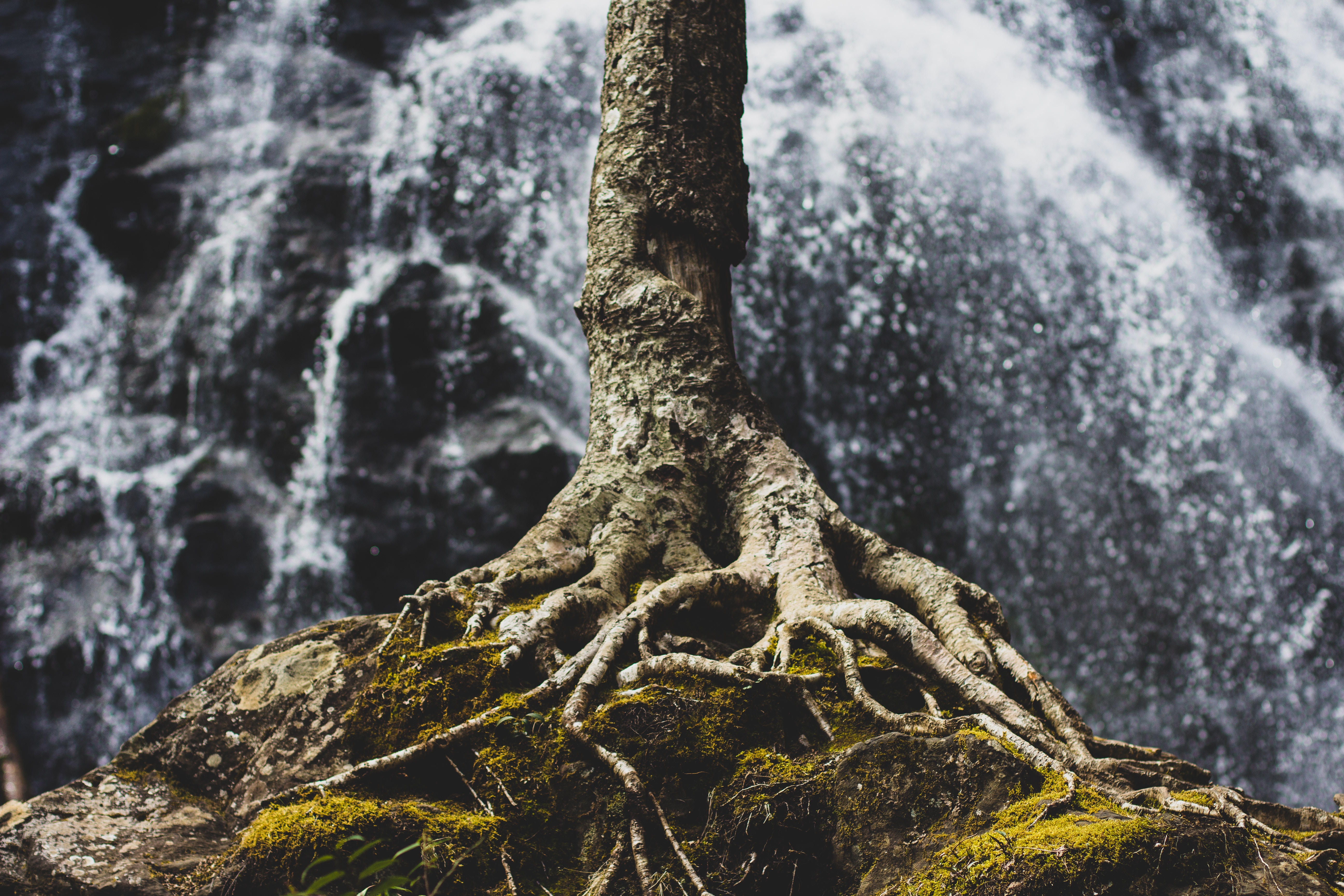 Tree roots gripping a rock in front of a waterfall HD Wallpaper