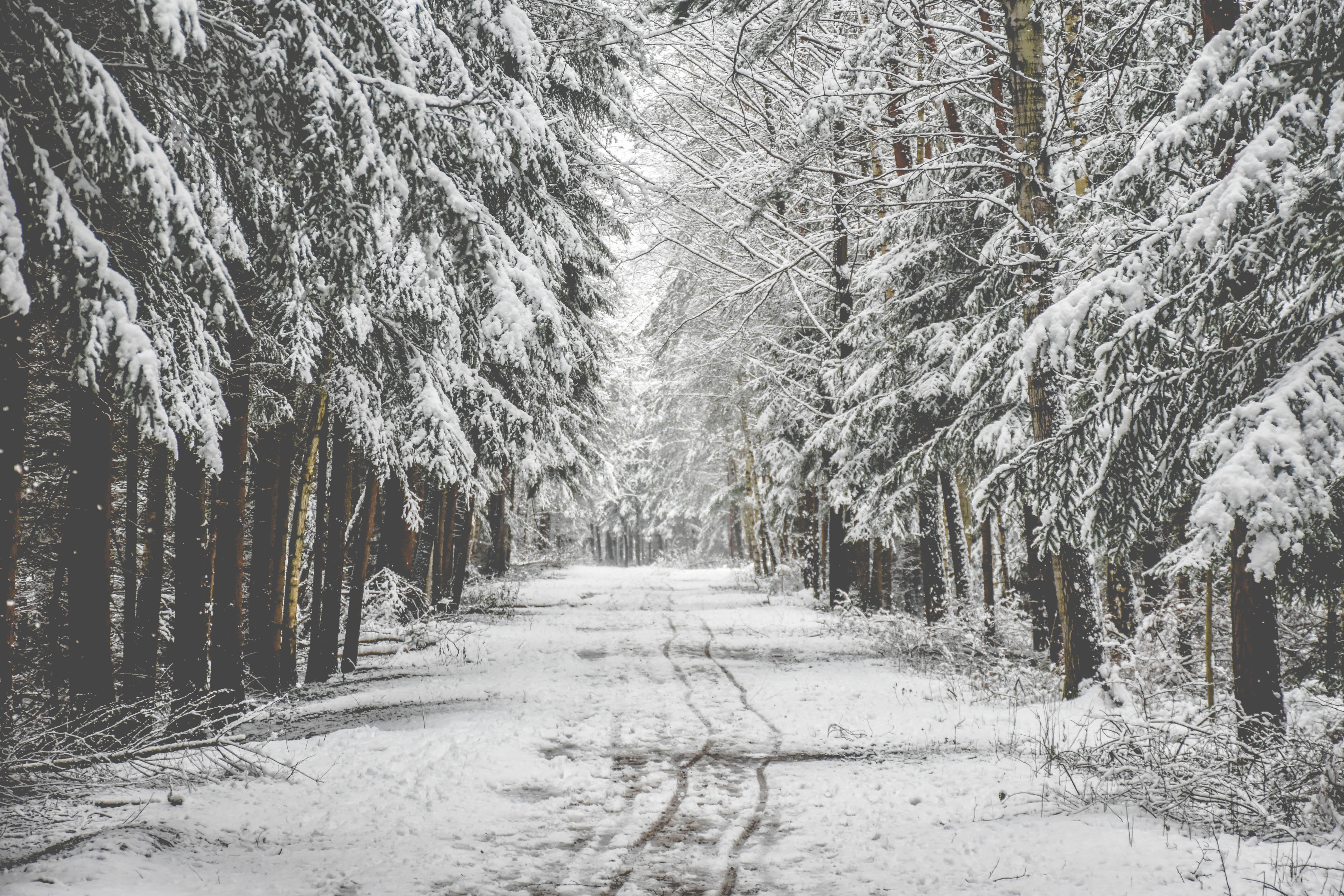Snowy forest path in the Czech Republic HD Wallpaper