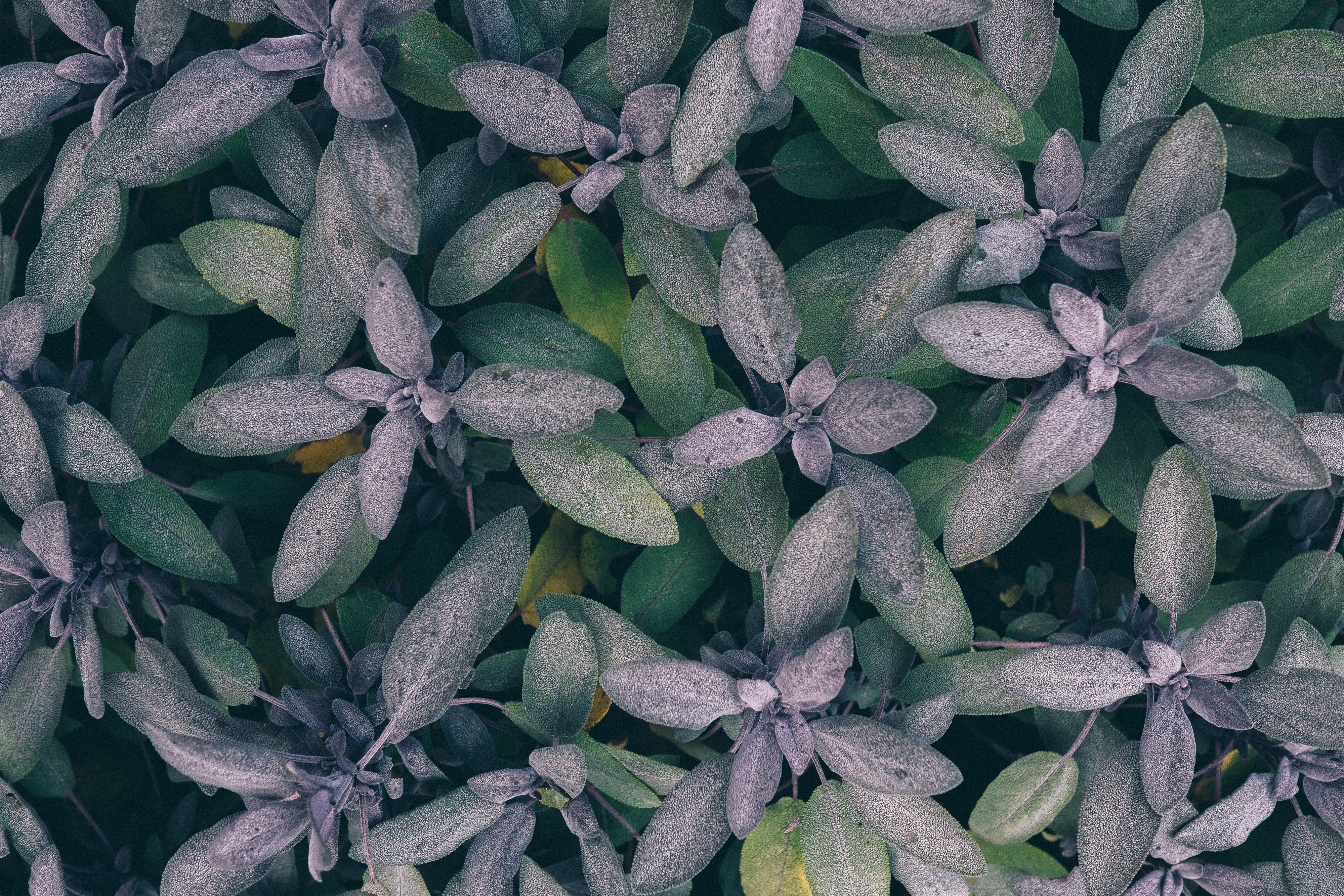 Top view of purple and green sage leaves HD Wallpaper