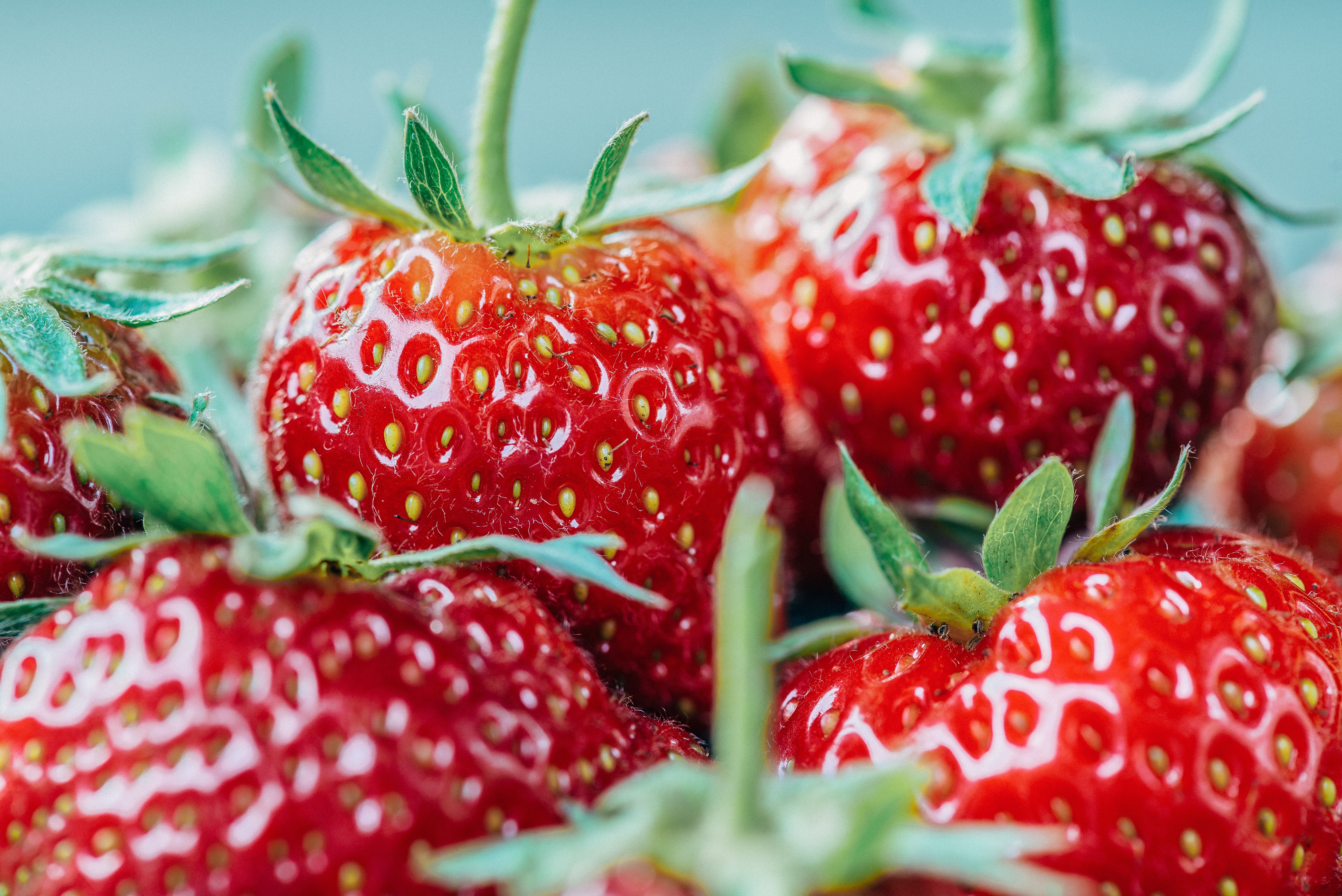 Close up of juicy red strawberries with green leaves HD Wallpaper