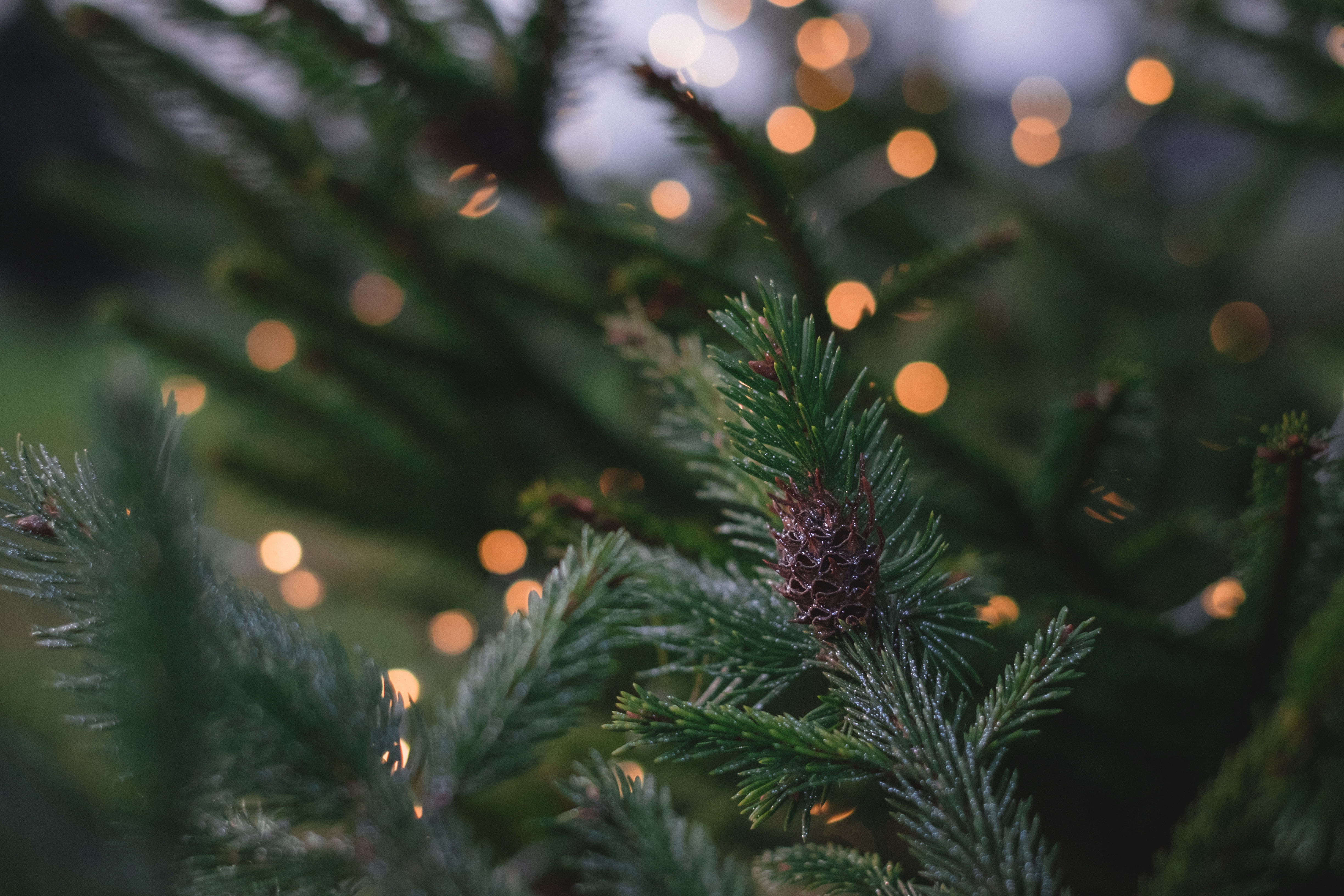 Close-up of a pine cone on a Christmas tree with bokeh lights HD Wallpaper