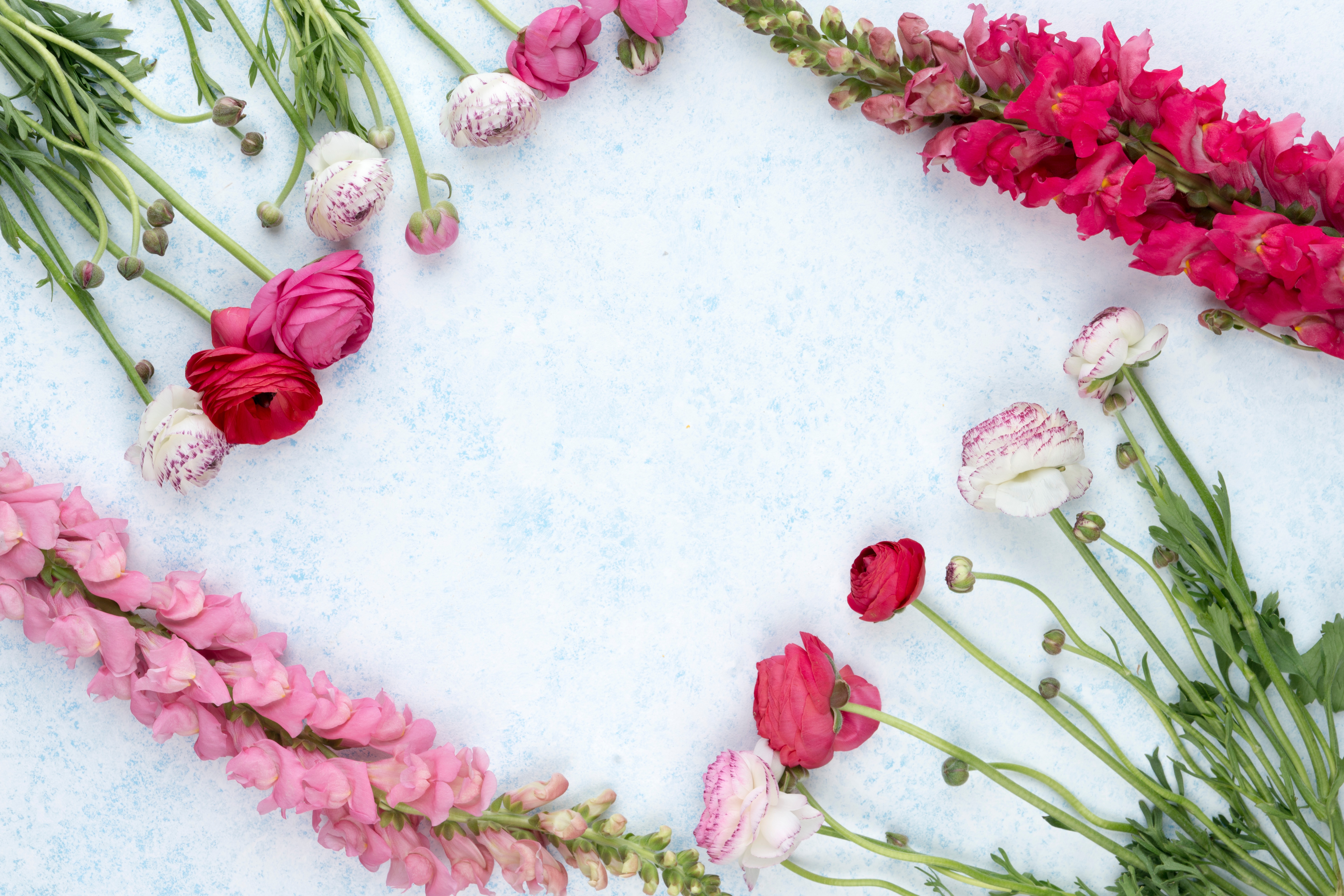 Pink and red flowers arranged on a blue background HD Wallpaper