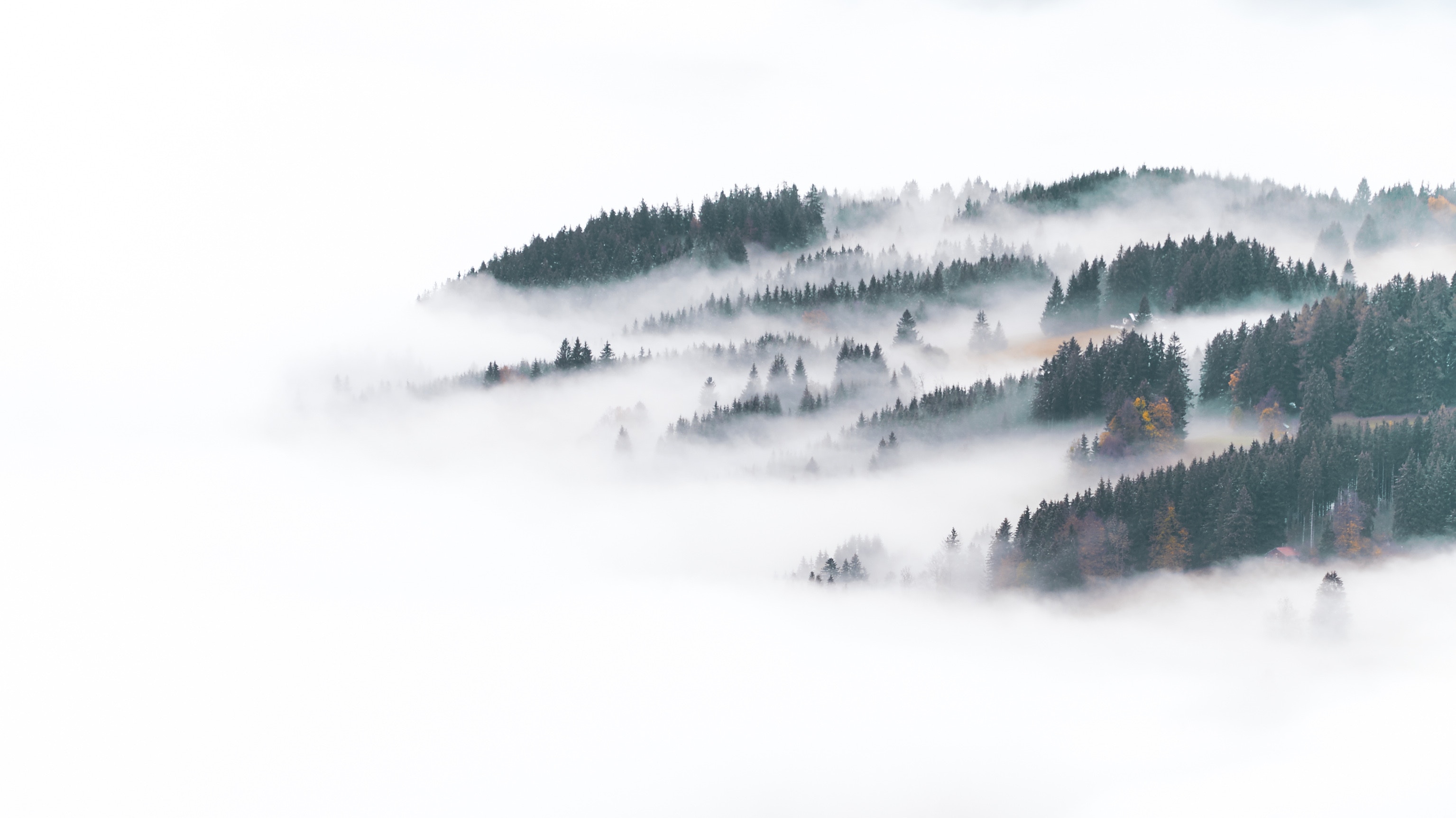 Misty forest in Bavaria, Germany HD Wallpaper