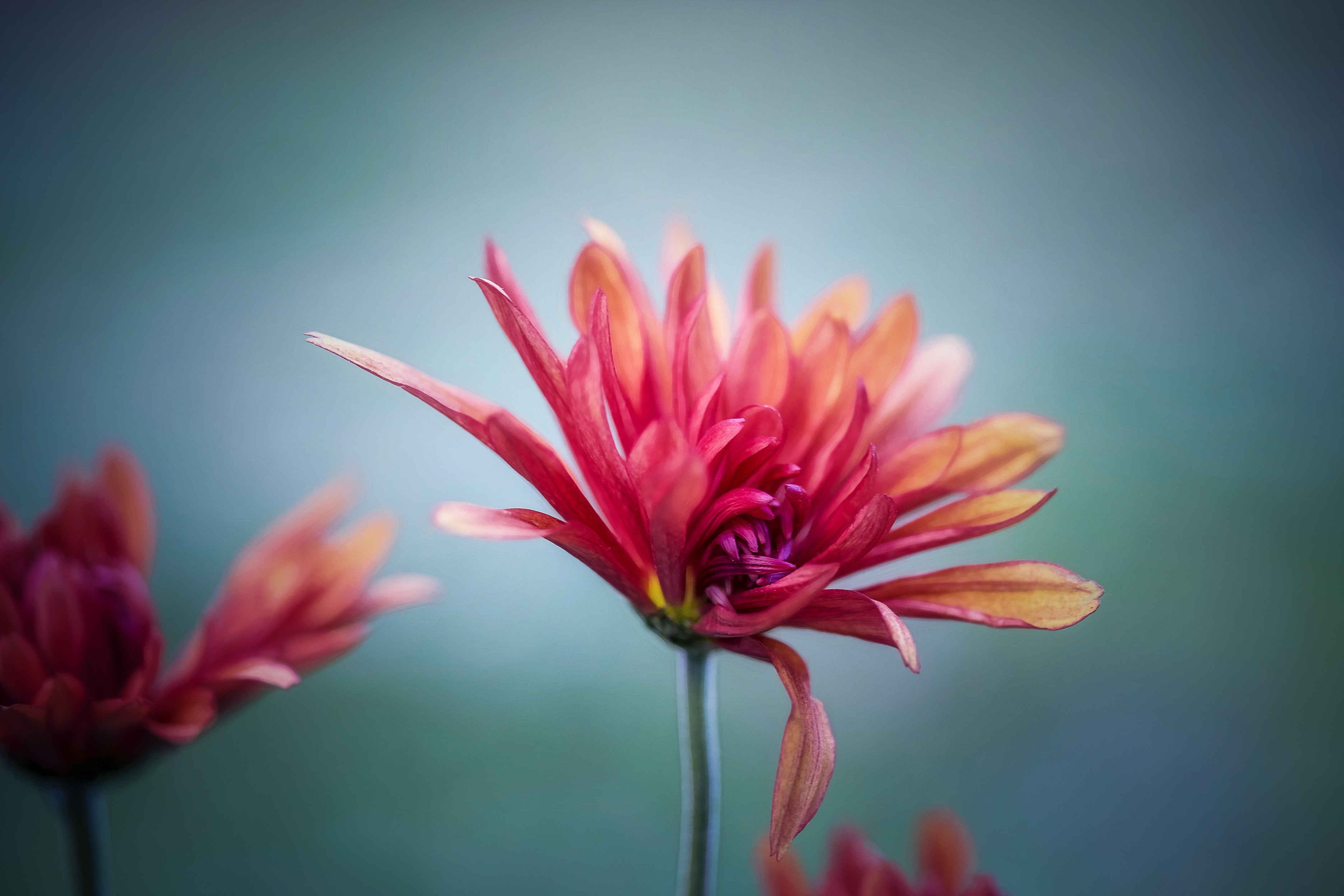 Pink and orange chrysanthemum flower in garden HD Wallpaper