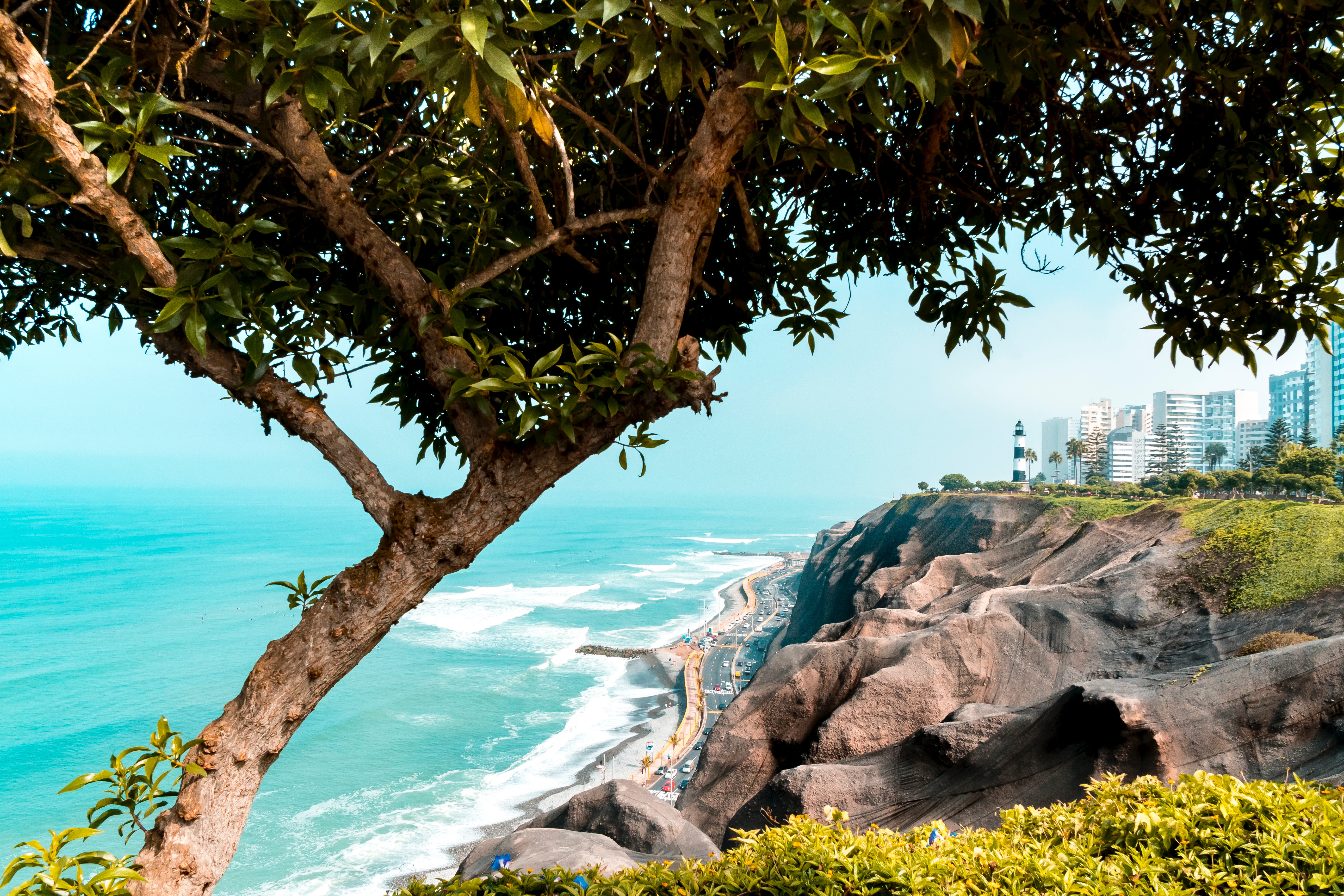 Coastal cliff with a tree and city skyline HD Wallpaper