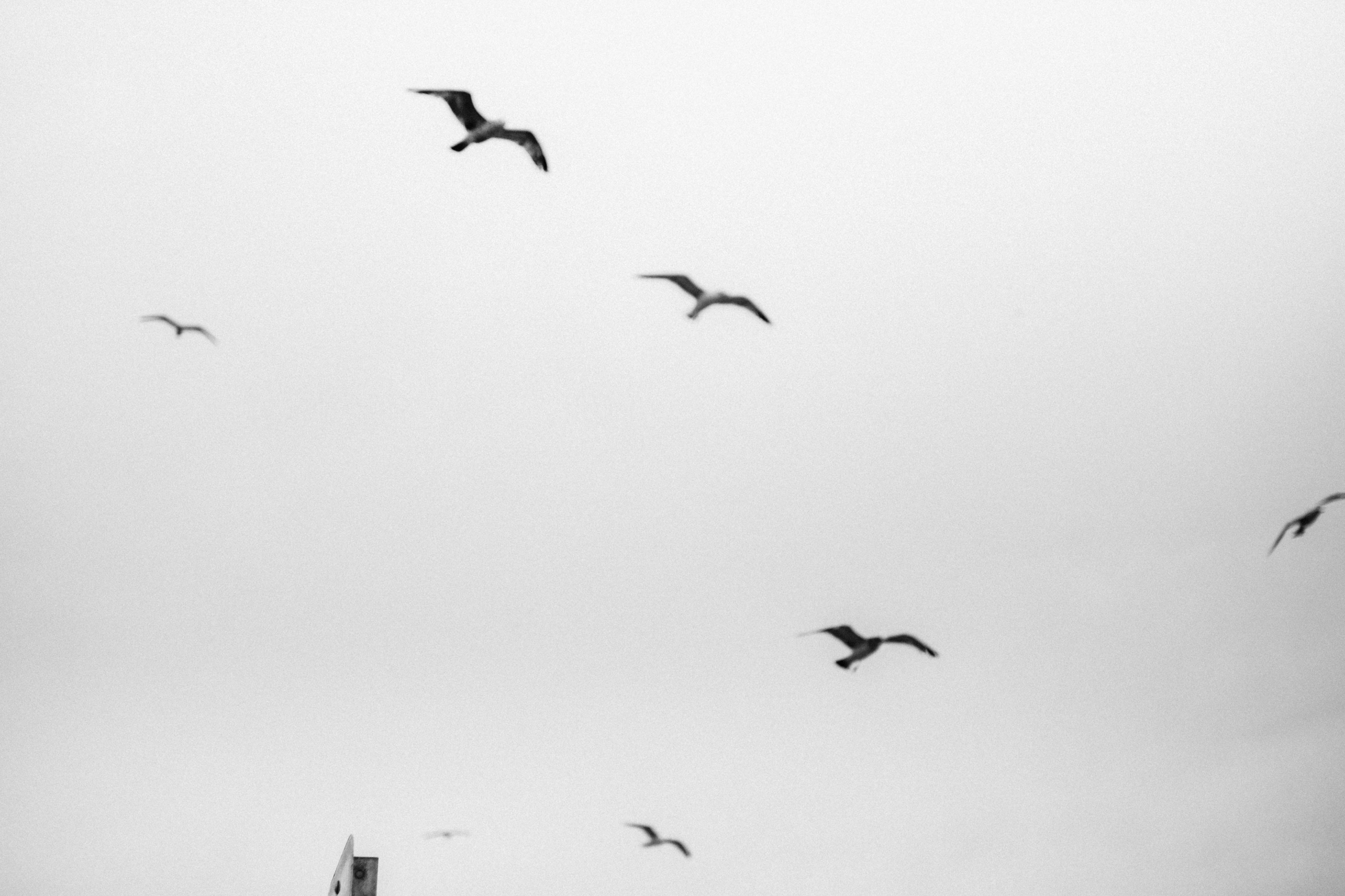 Birds flying in a cloudy sky HD Wallpaper
