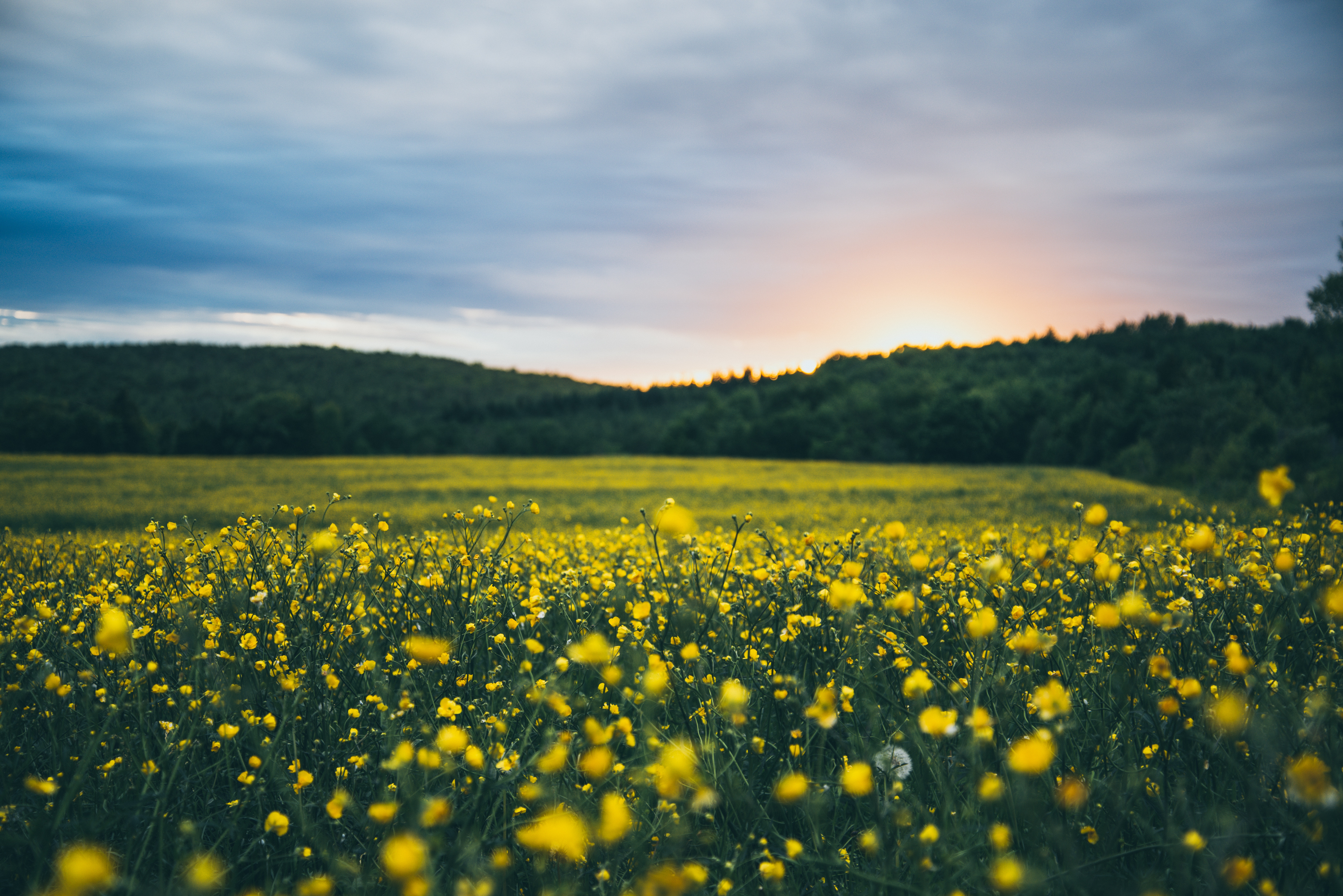 Field of yellow buttercups at sunset with forest background HD Wallpaper
