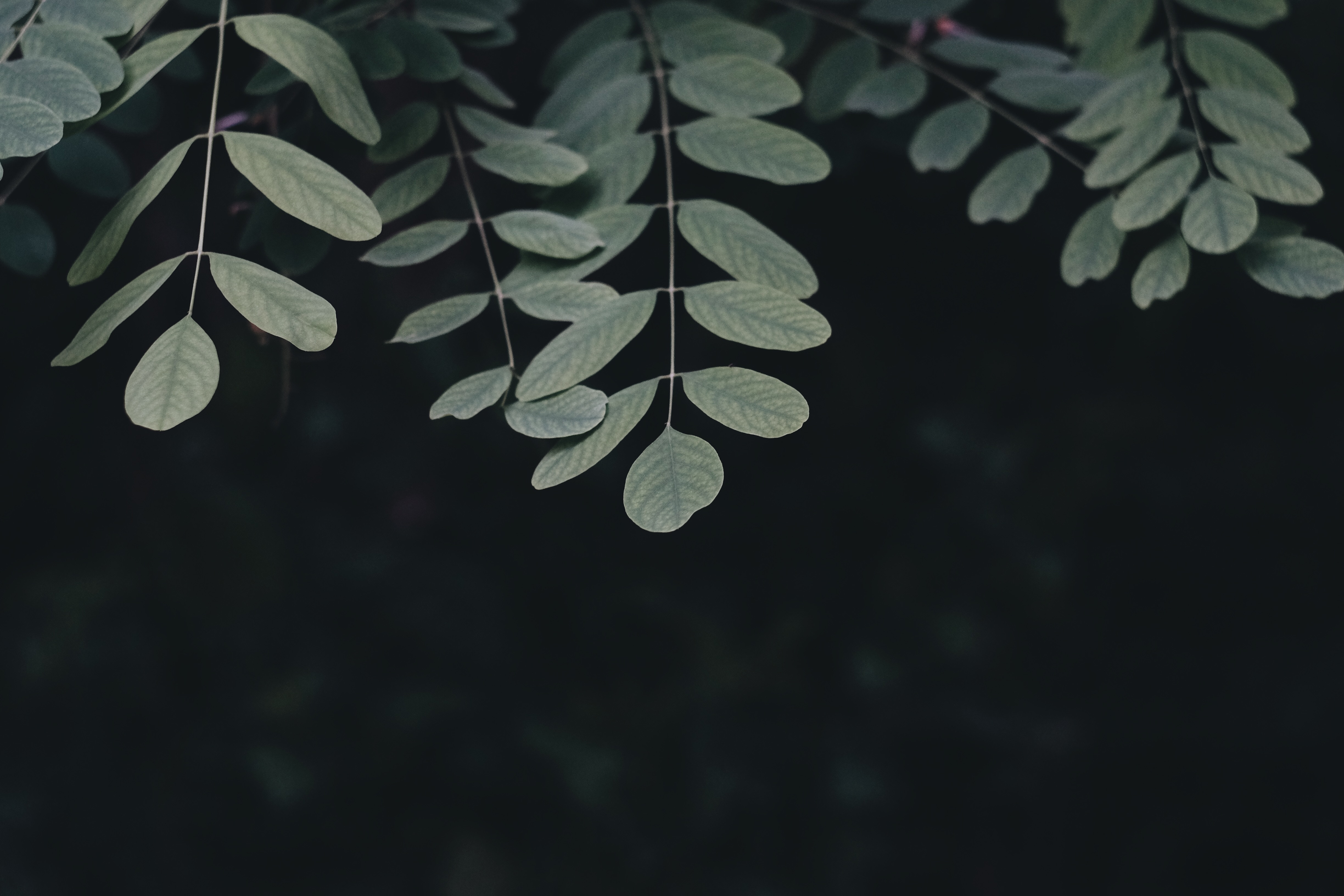 Dark green leaves on a branch HD Wallpaper
