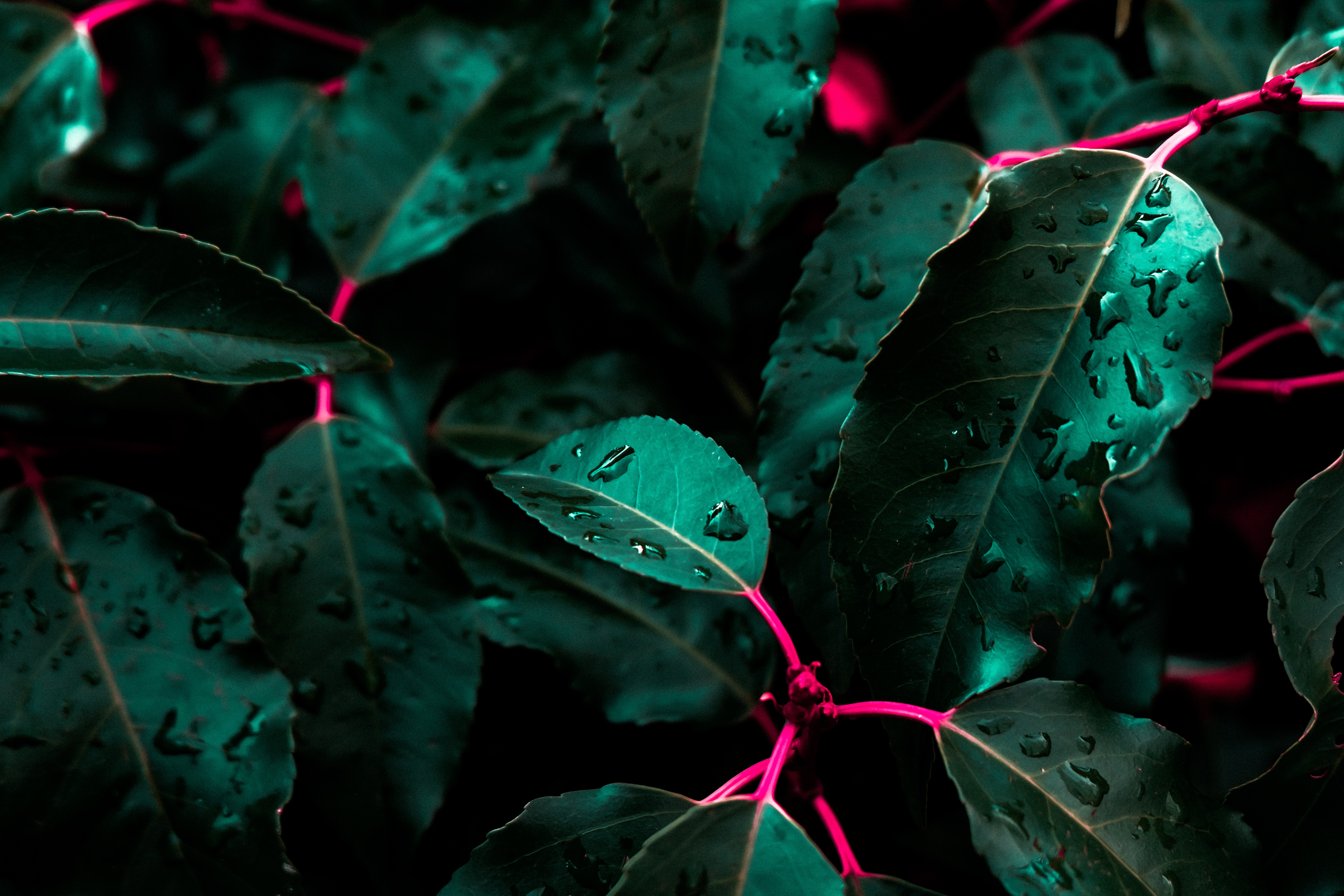 Close-up of wet green leaves with pink stems HD Wallpaper